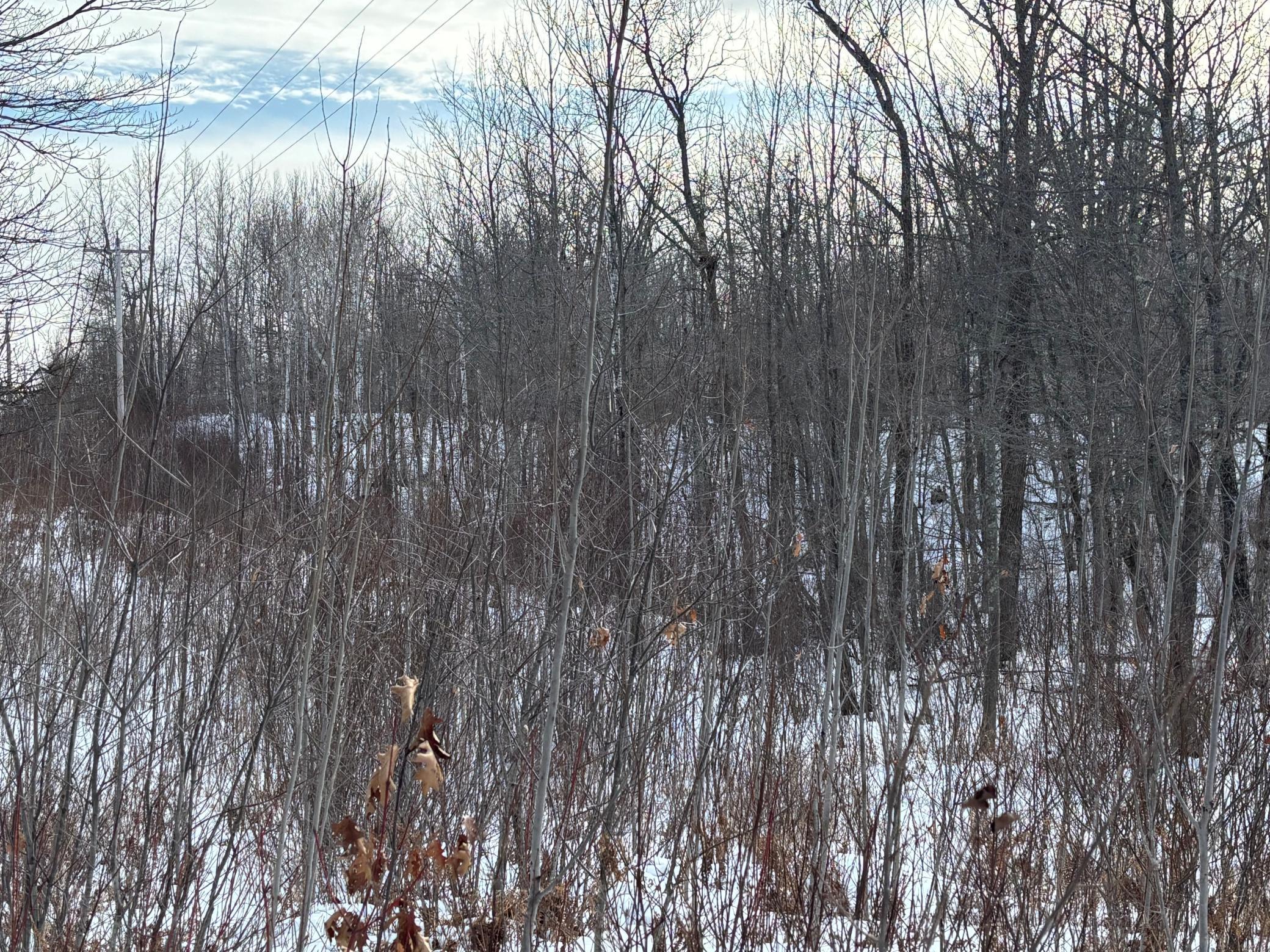 TBD Fawn Trail NE, Longville MN 56655 - Photo 11 of 14