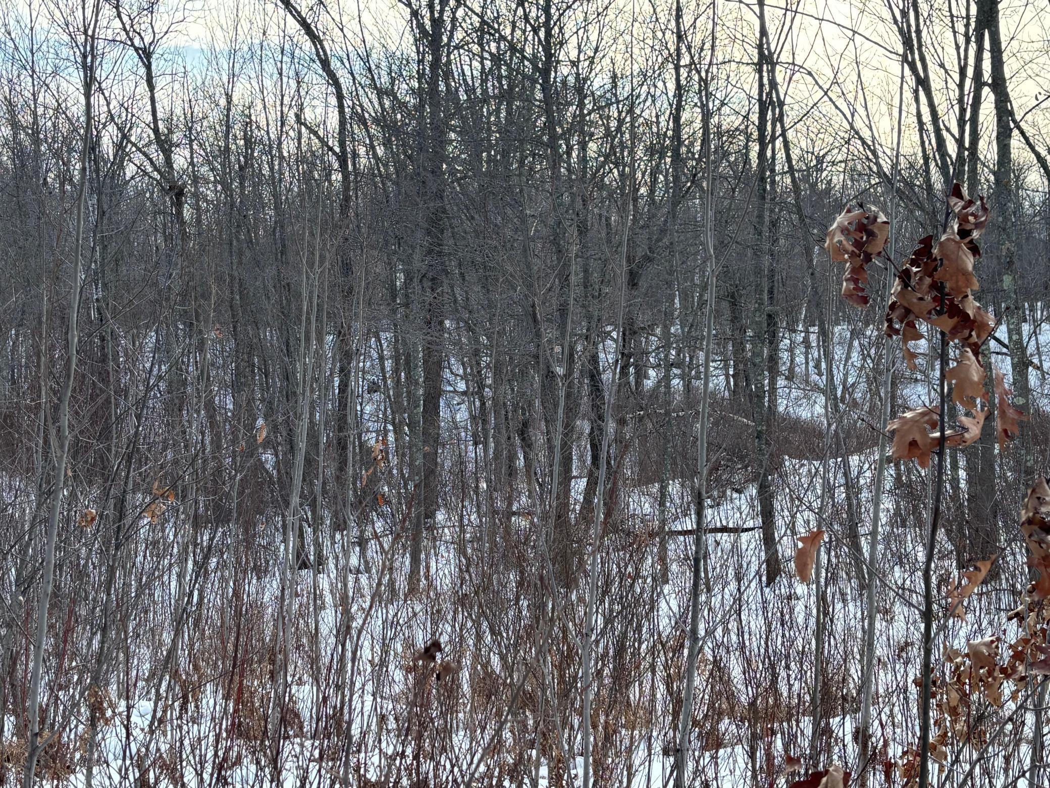 TBD Fawn Trail NE, Longville MN 56655 - Photo 13 of 14
