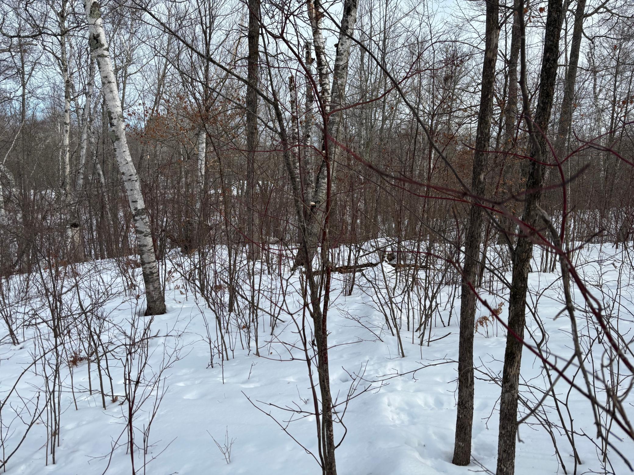TBD Fawn Trail NE, Longville MN 56655 - Photo 5 of 14