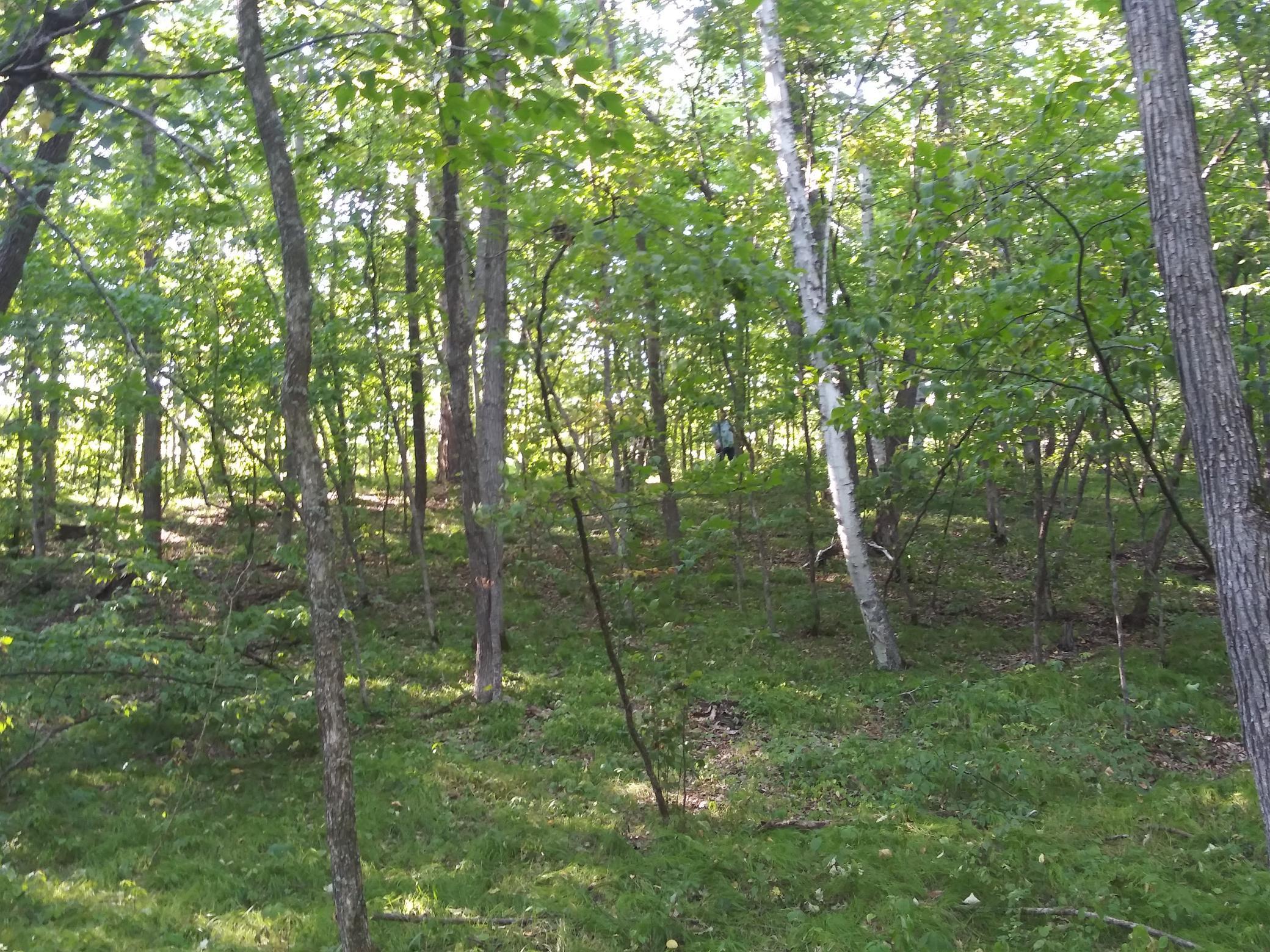 1980 land for sale at 23847 Arcade Loop in Menahga, MN (photo 7 of 43)