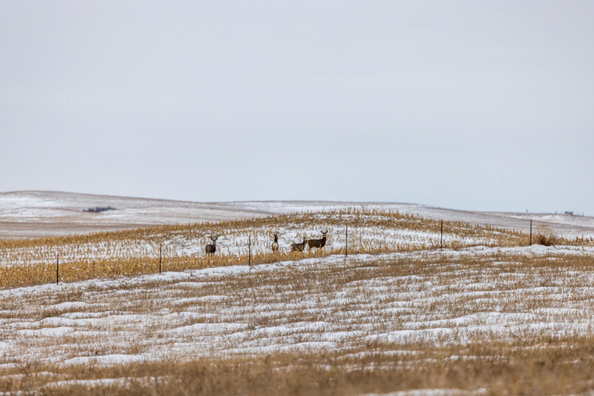 land for sale at TBD 49 St SW 212a in Hebron, ND (photo 24 of 47)