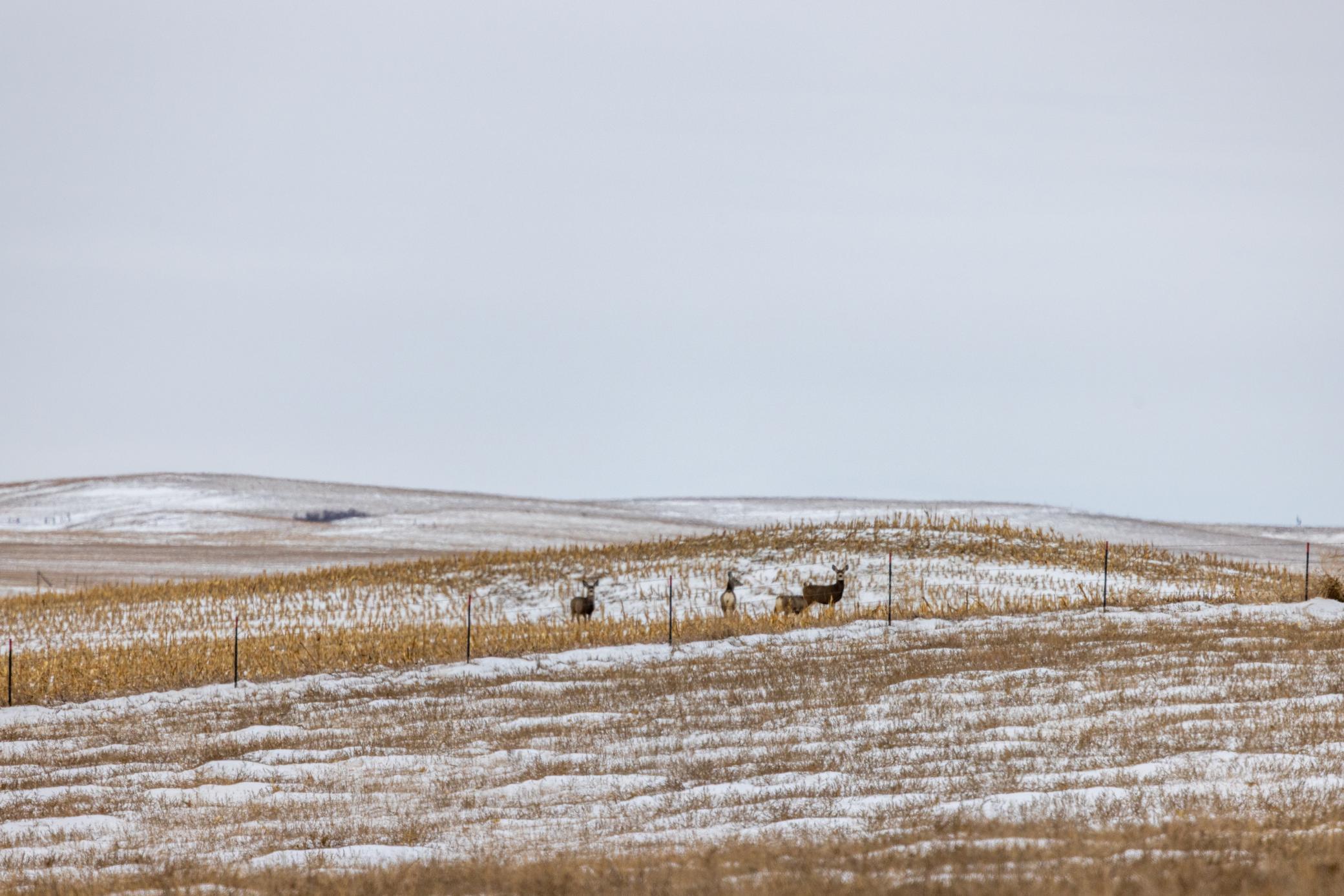 land for sale at TBD 49 St SW 212a in Hebron, ND (photo 25 of 47)