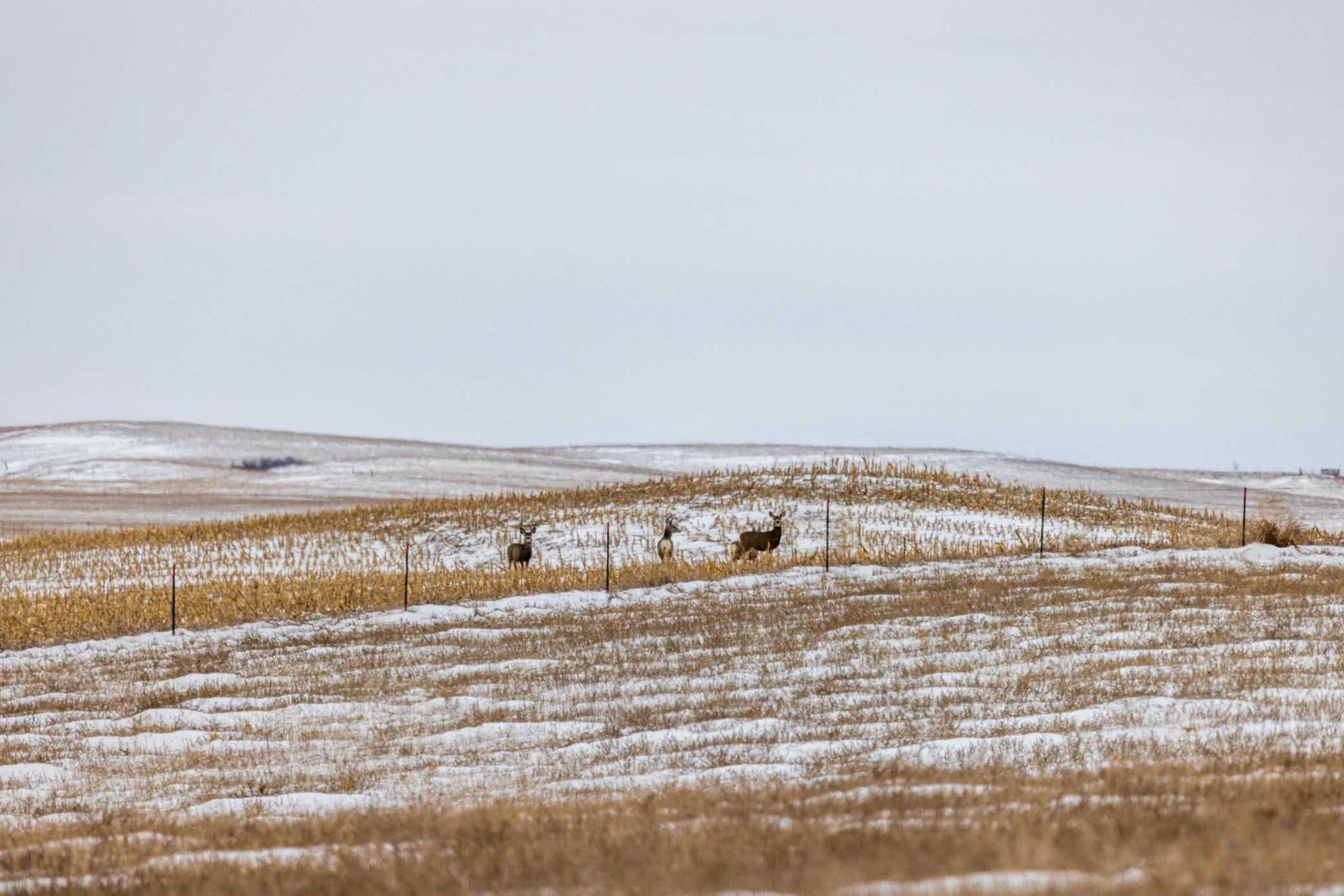 land for sale at TBD 49 St SW 212a in Hebron, ND (photo 26 of 47)