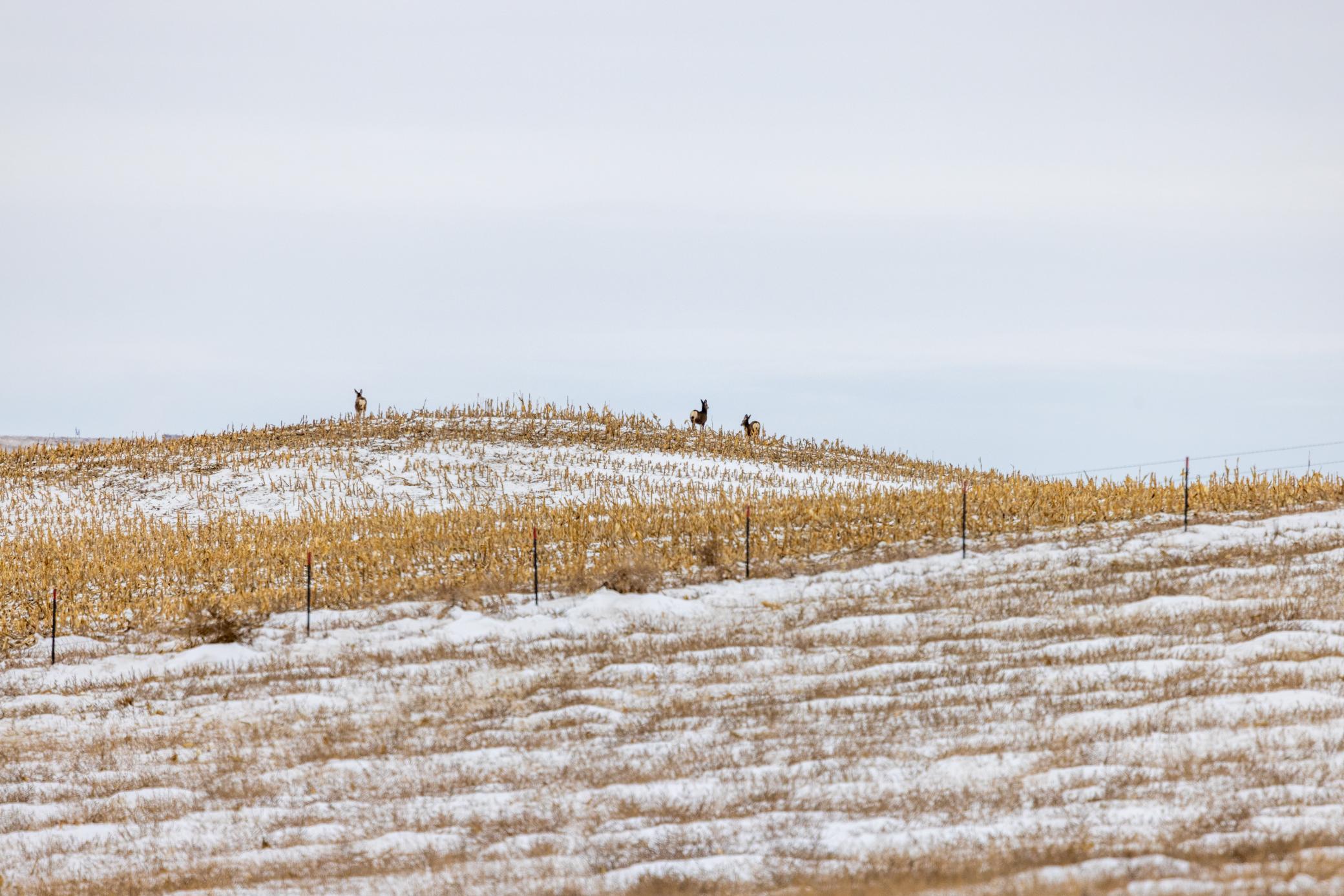 land for sale at TBD 49 St SW 212a in Hebron, ND (photo 31 of 47)