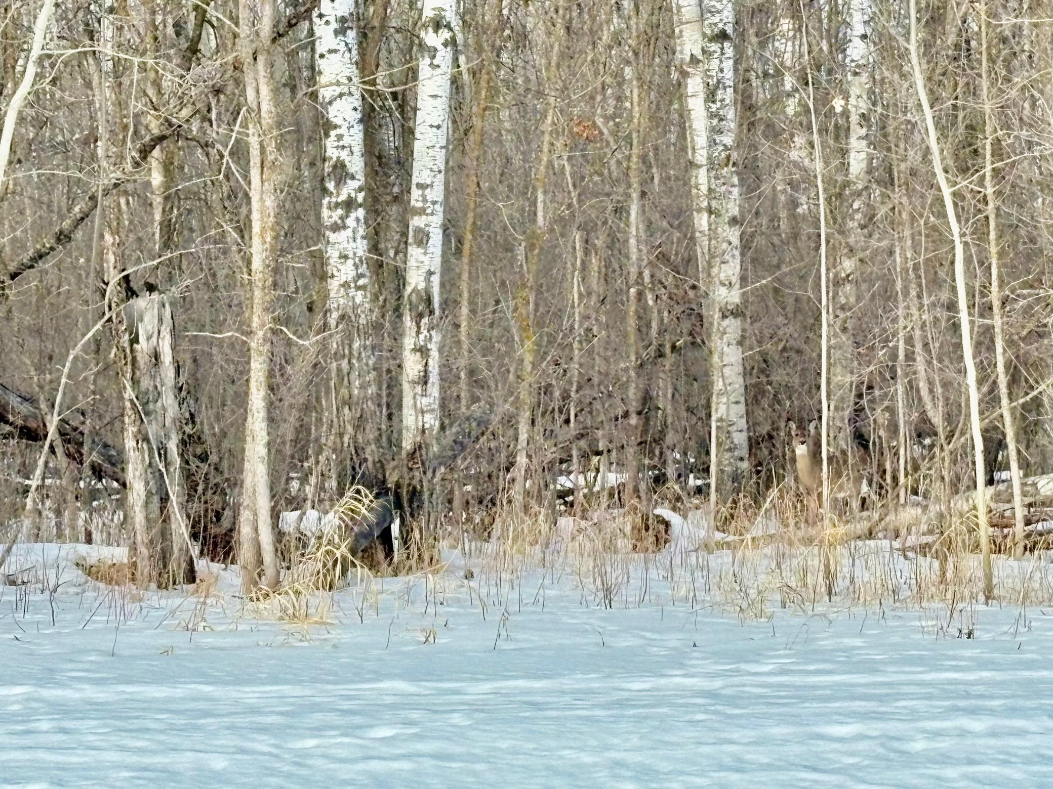 land for sale at TBD Minnesota Ave NE in Warroad, MN (photo 3 of 9)