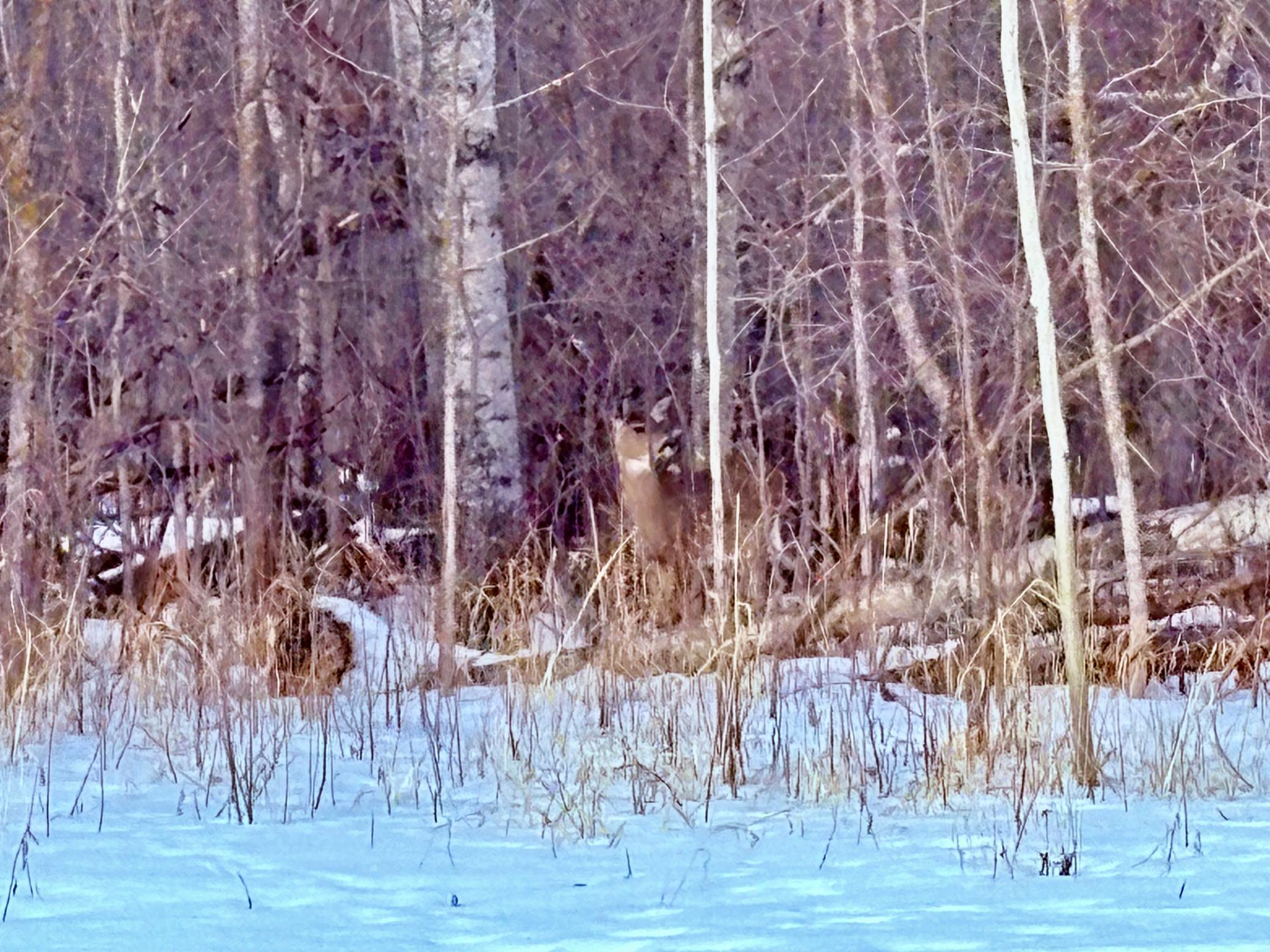 land for sale at TBD Minnesota Ave NE in Warroad, MN (photo 4 of 9)