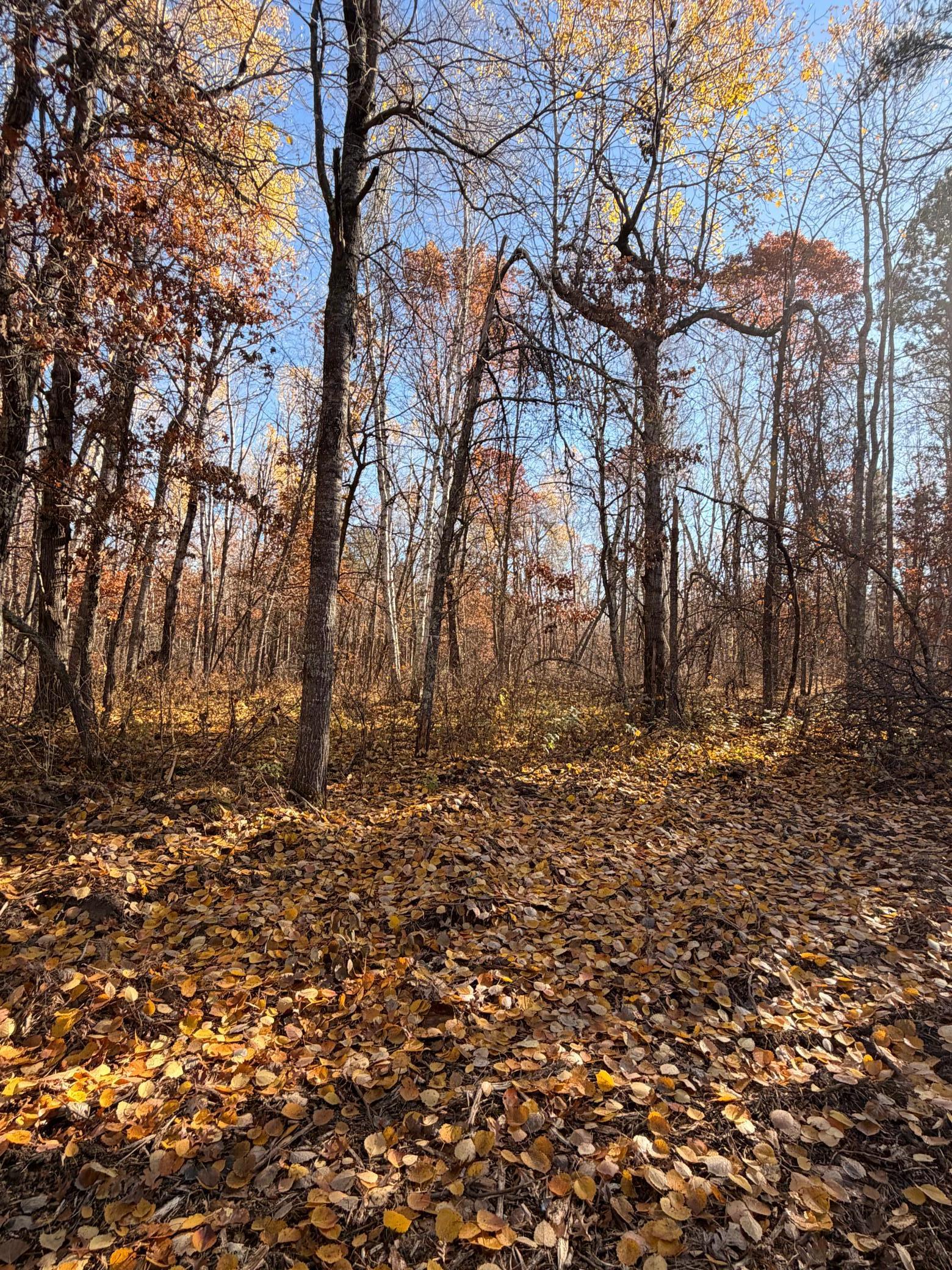 Lot D Sandbar Lane, Merrifield MN 56465 - Photo 22 of 24