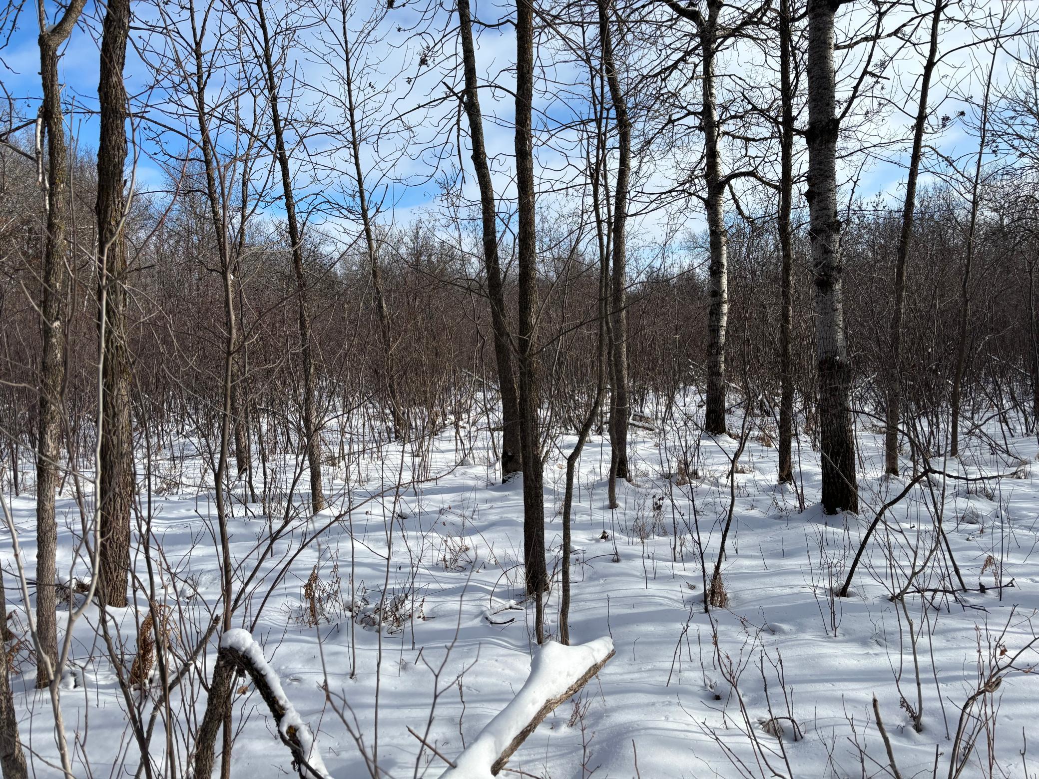 land for sale at TBD Arbor Road in Park Rapids, MN (photo 11 of 35)