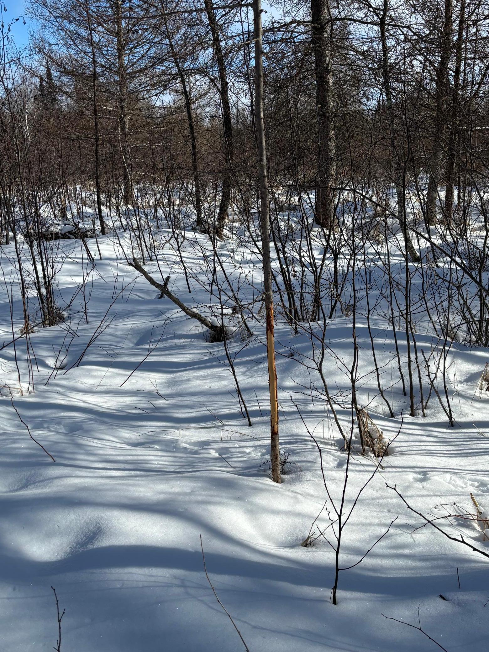 land for sale at TBD Arbor Road in Park Rapids, MN (photo 12 of 35)