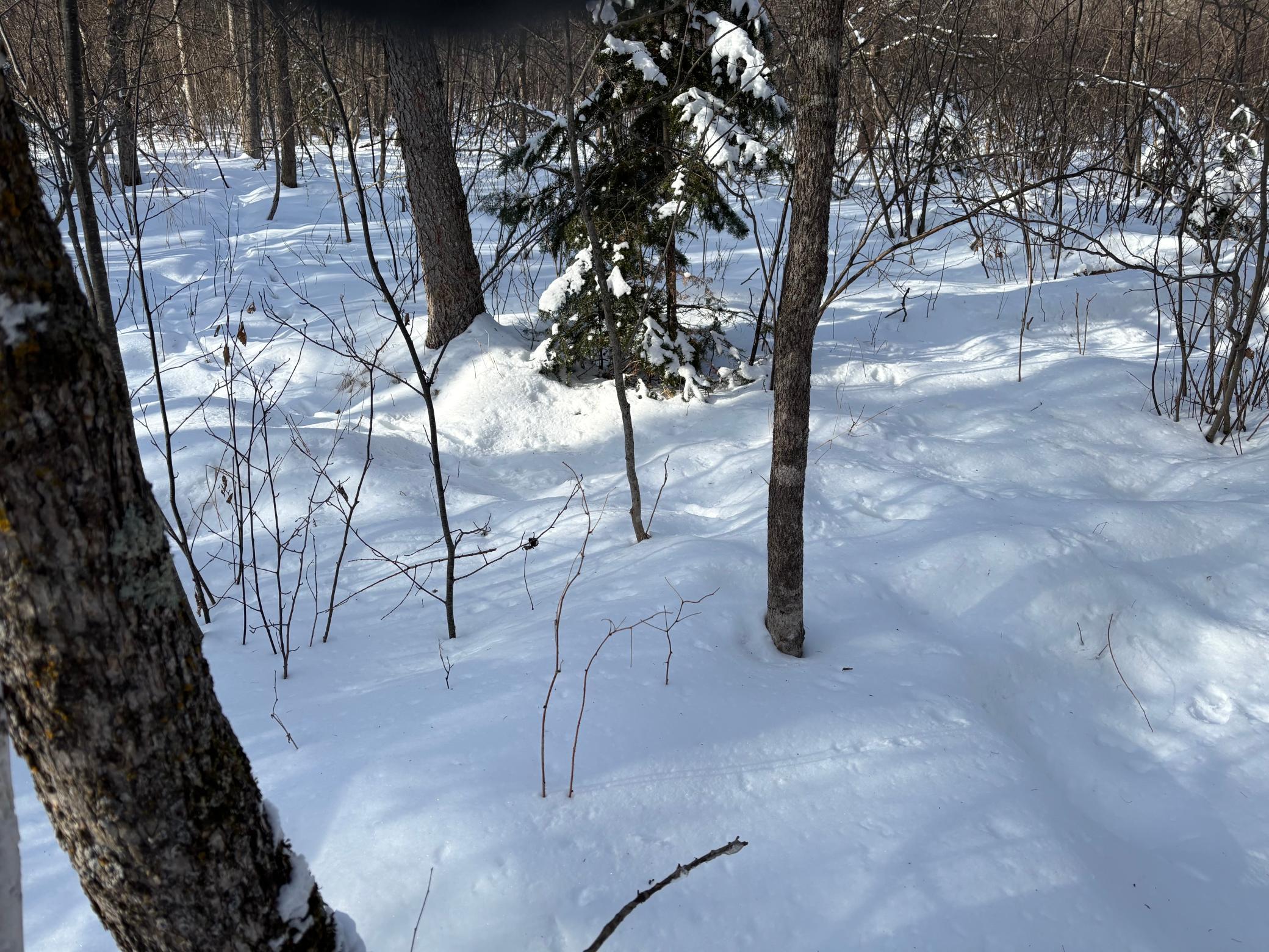 land for sale at TBD Arbor Road in Park Rapids, MN (photo 13 of 35)