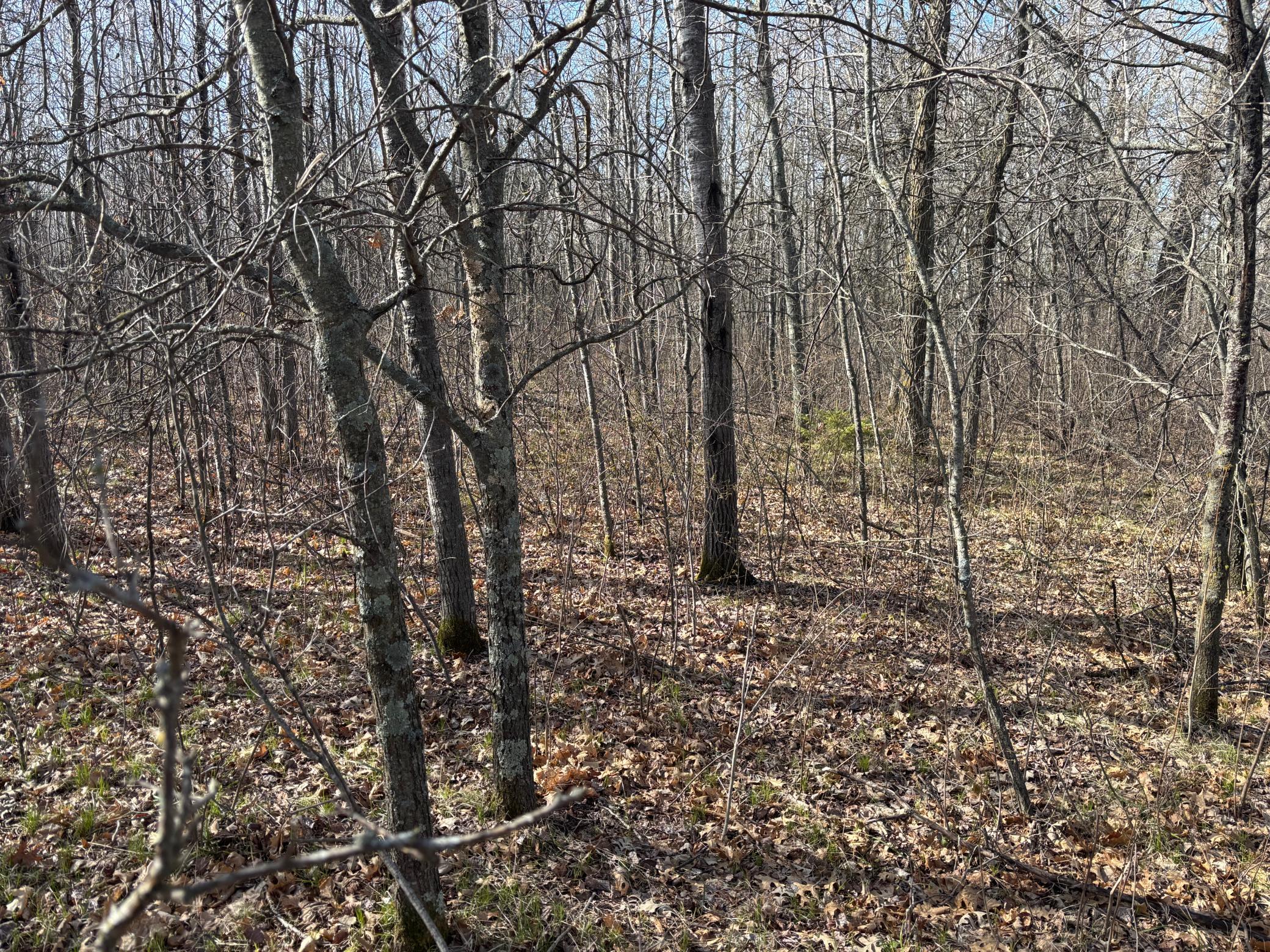 land for sale at TBD Arbor Road in Park Rapids, MN (photo 15 of 35)