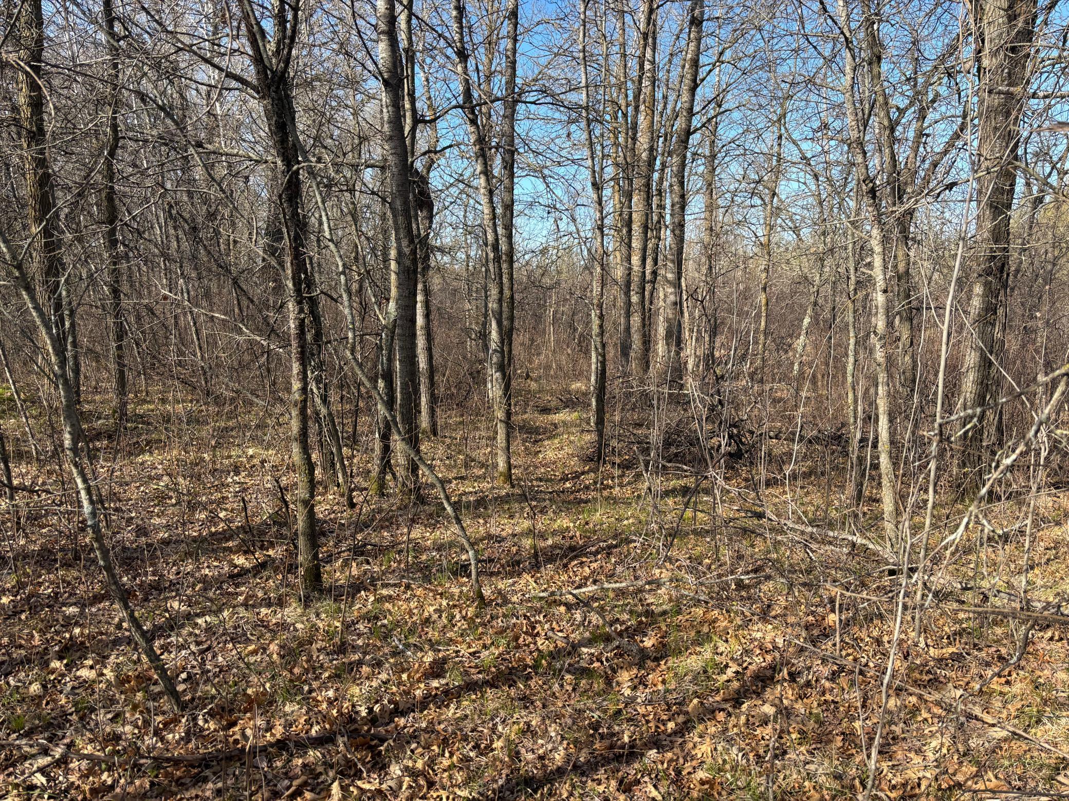 land for sale at TBD Arbor Road in Park Rapids, MN (photo 16 of 35)