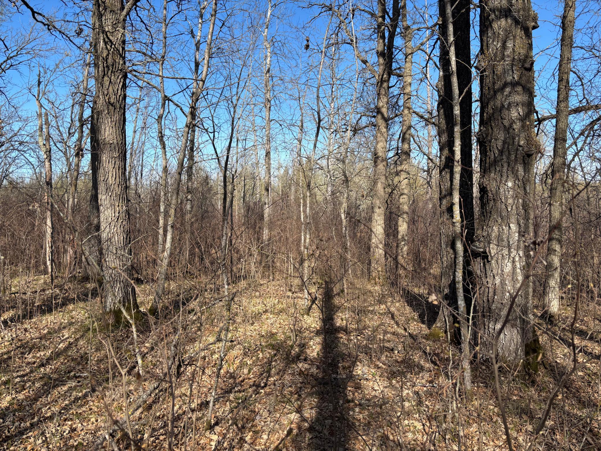 land for sale at TBD Arbor Road in Park Rapids, MN (photo 17 of 35)