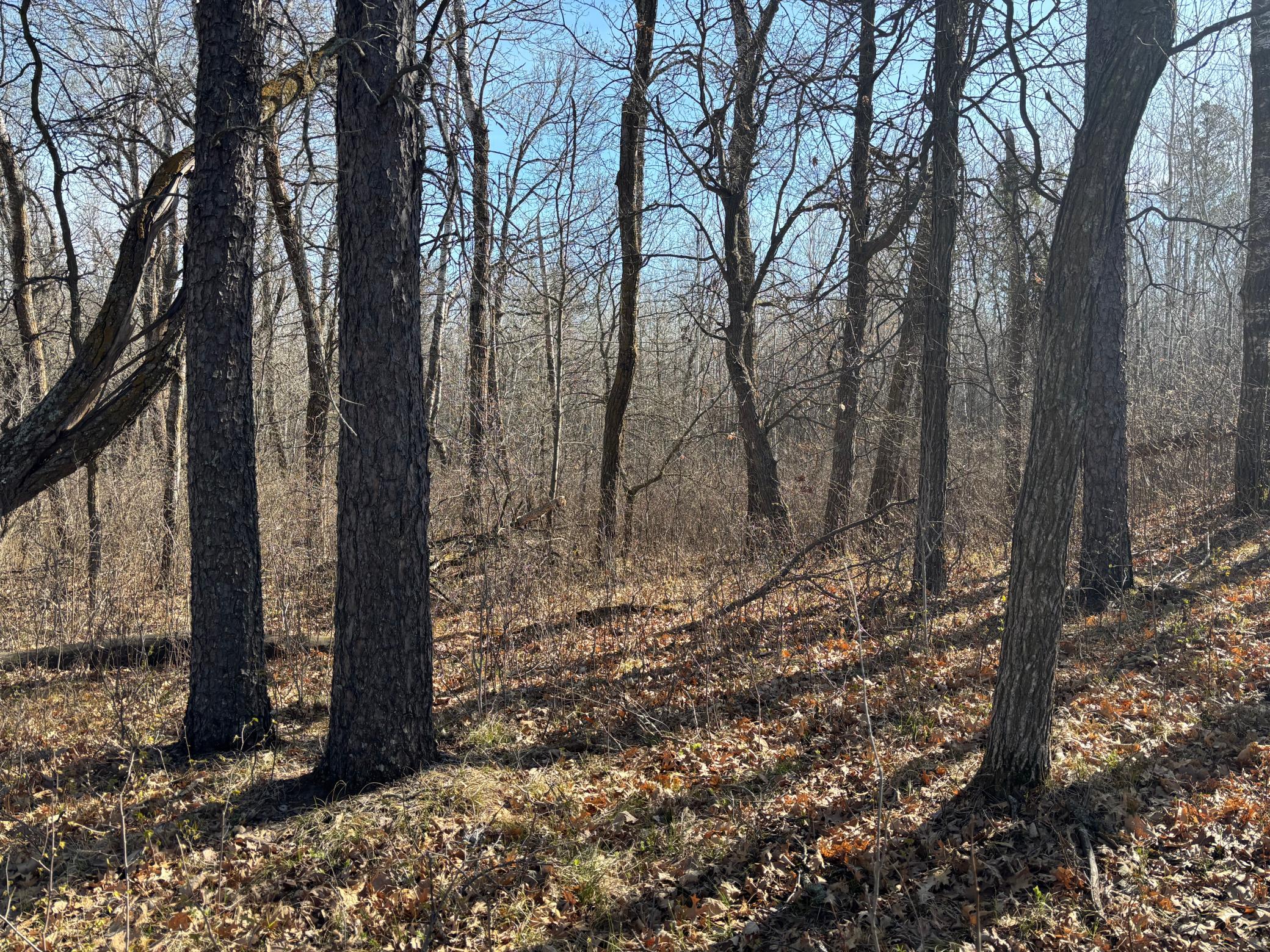 land for sale at TBD Arbor Road in Park Rapids, MN (photo 21 of 35)