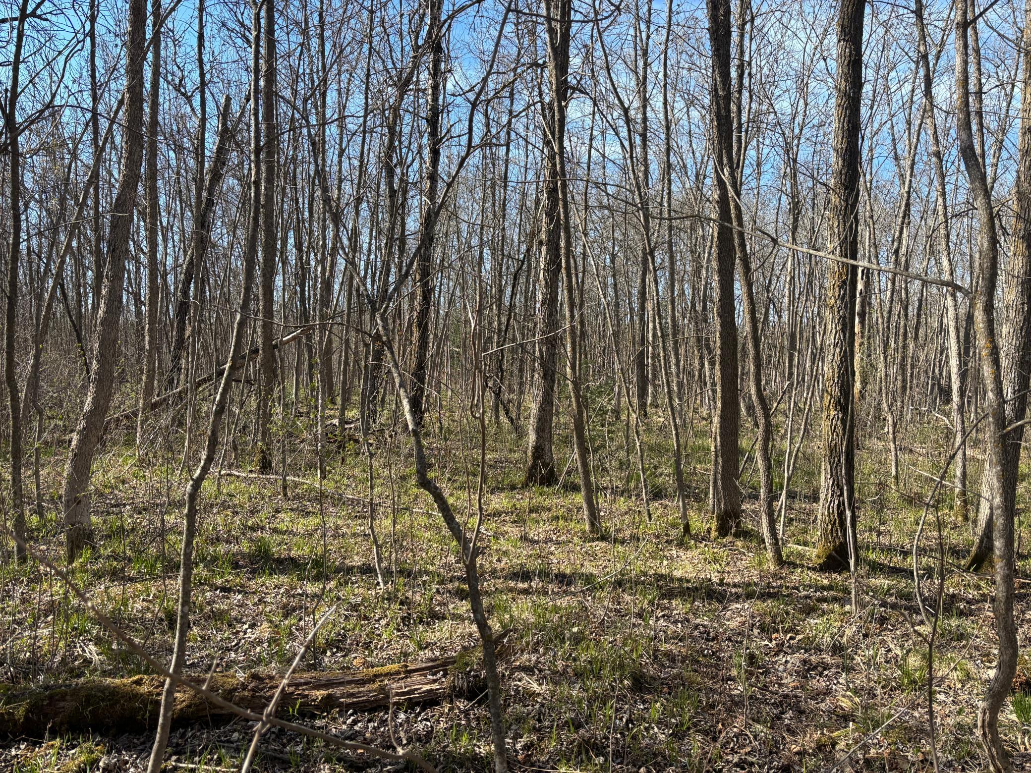 land for sale at TBD Arbor Road in Park Rapids, MN (photo 22 of 35)
