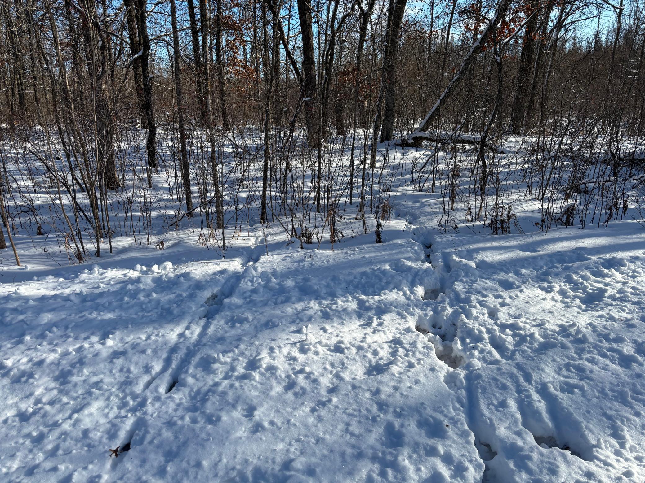 land for sale at TBD Arbor Road in Park Rapids, MN (photo 23 of 35)