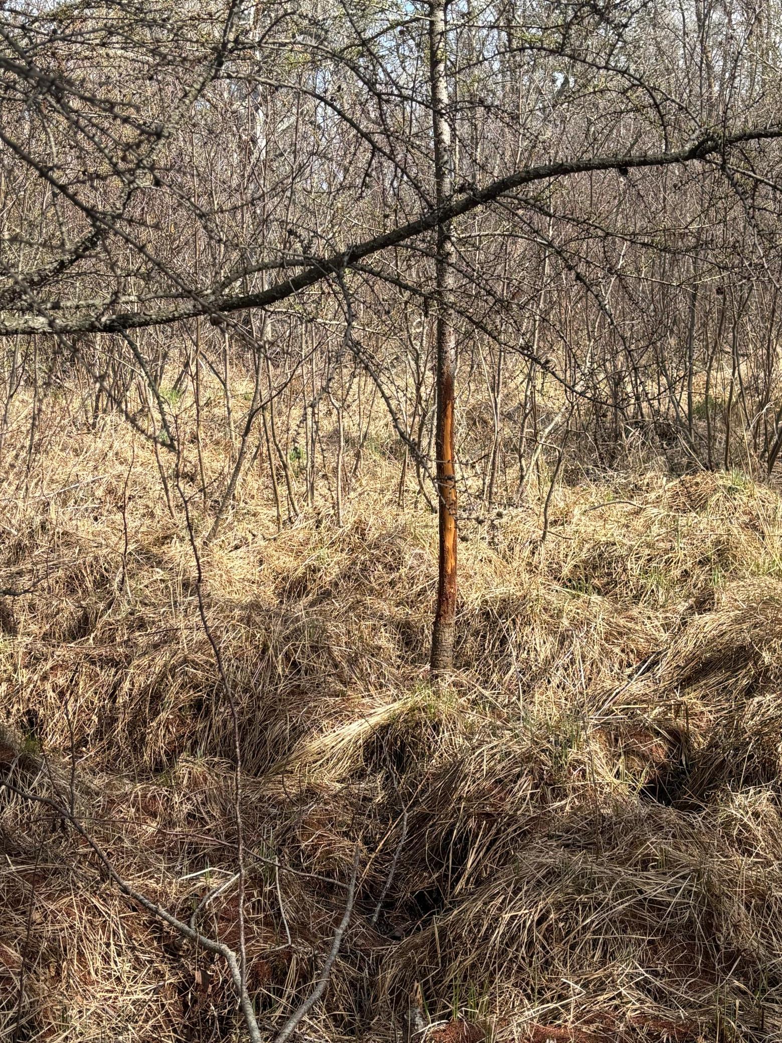 land for sale at TBD Arbor Road in Park Rapids, MN (photo 25 of 35)