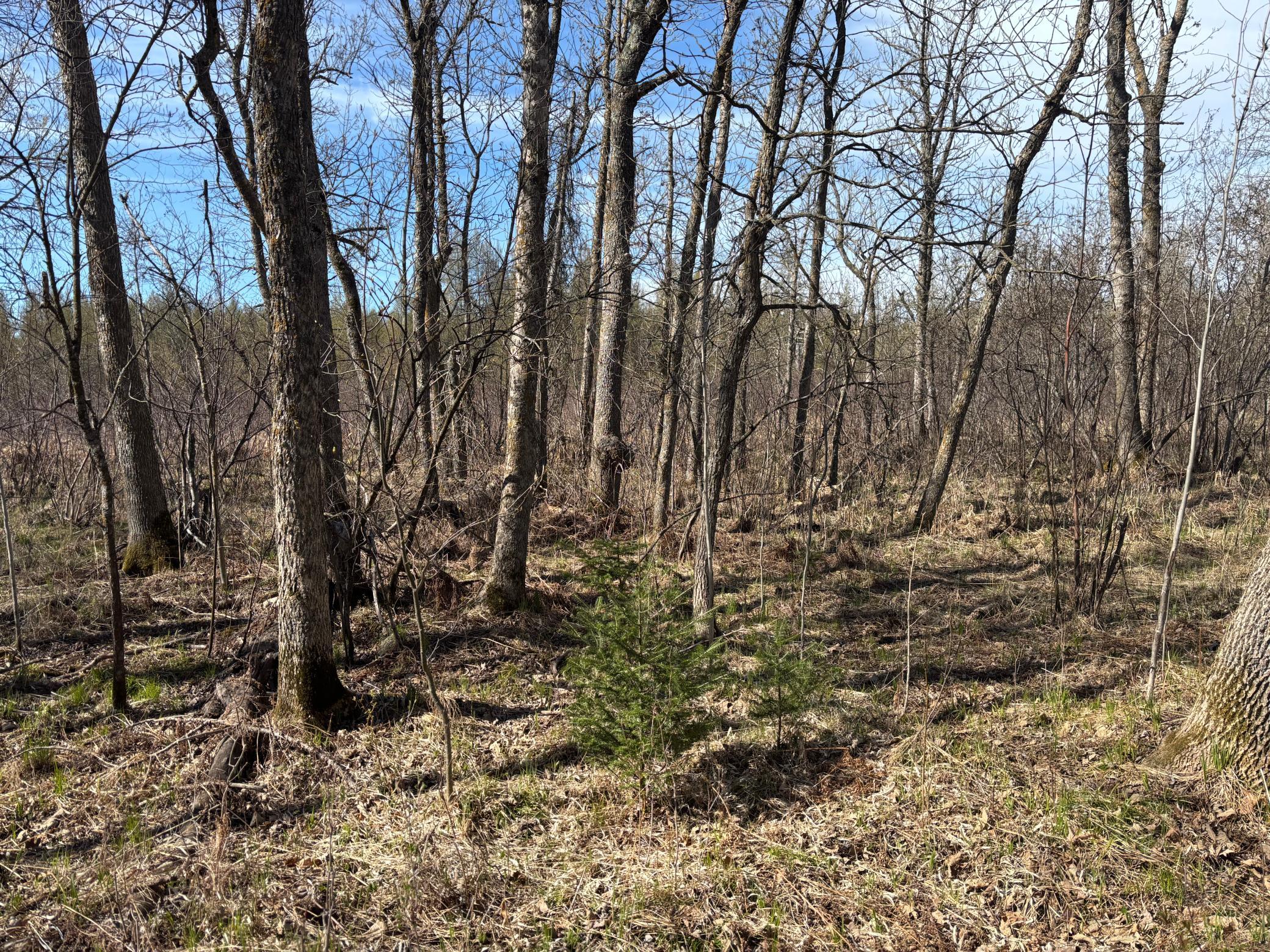 land for sale at TBD Arbor Road in Park Rapids, MN (photo 27 of 35)