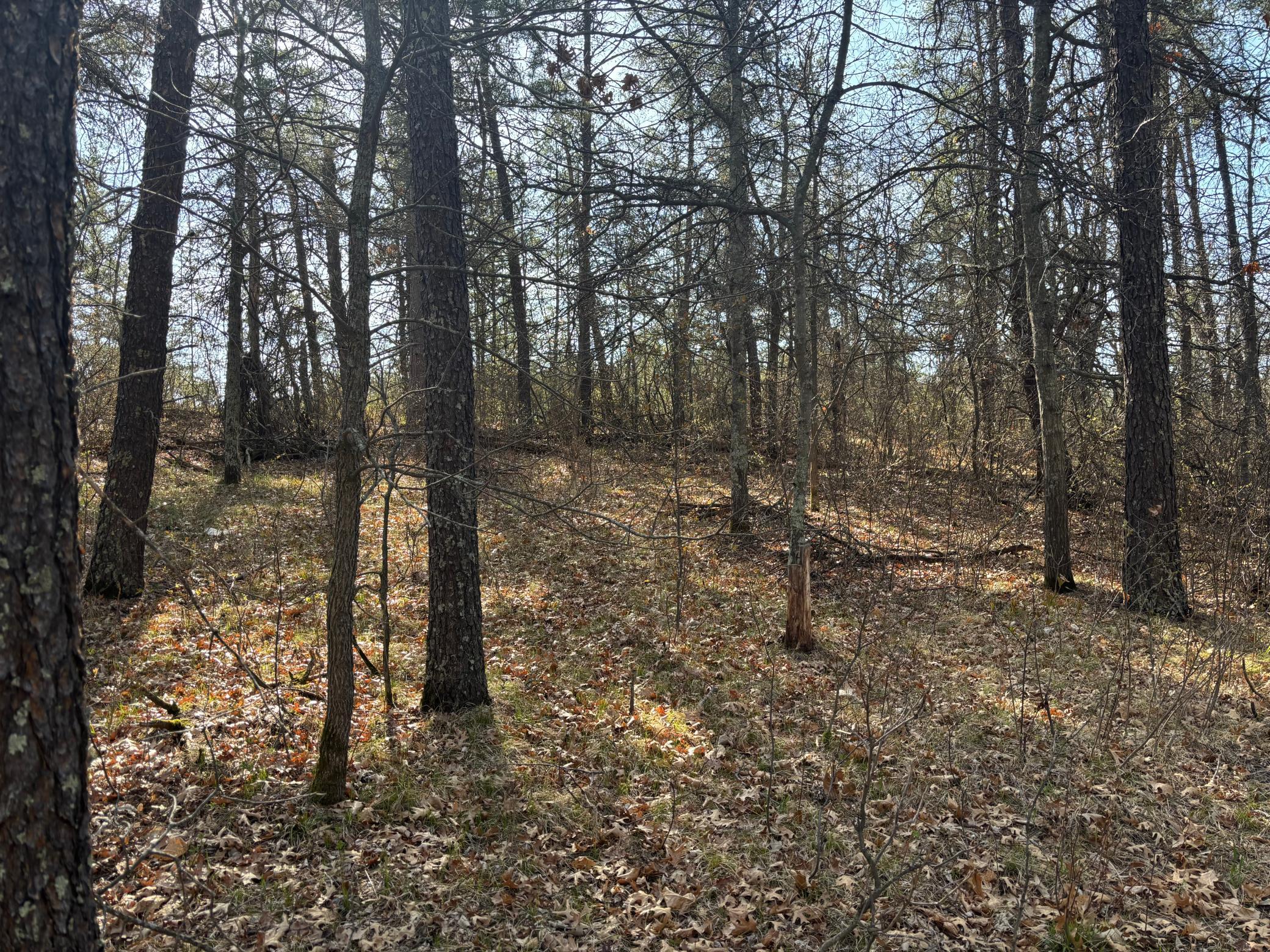 land for sale at TBD Arbor Road in Park Rapids, MN (photo 8 of 35)