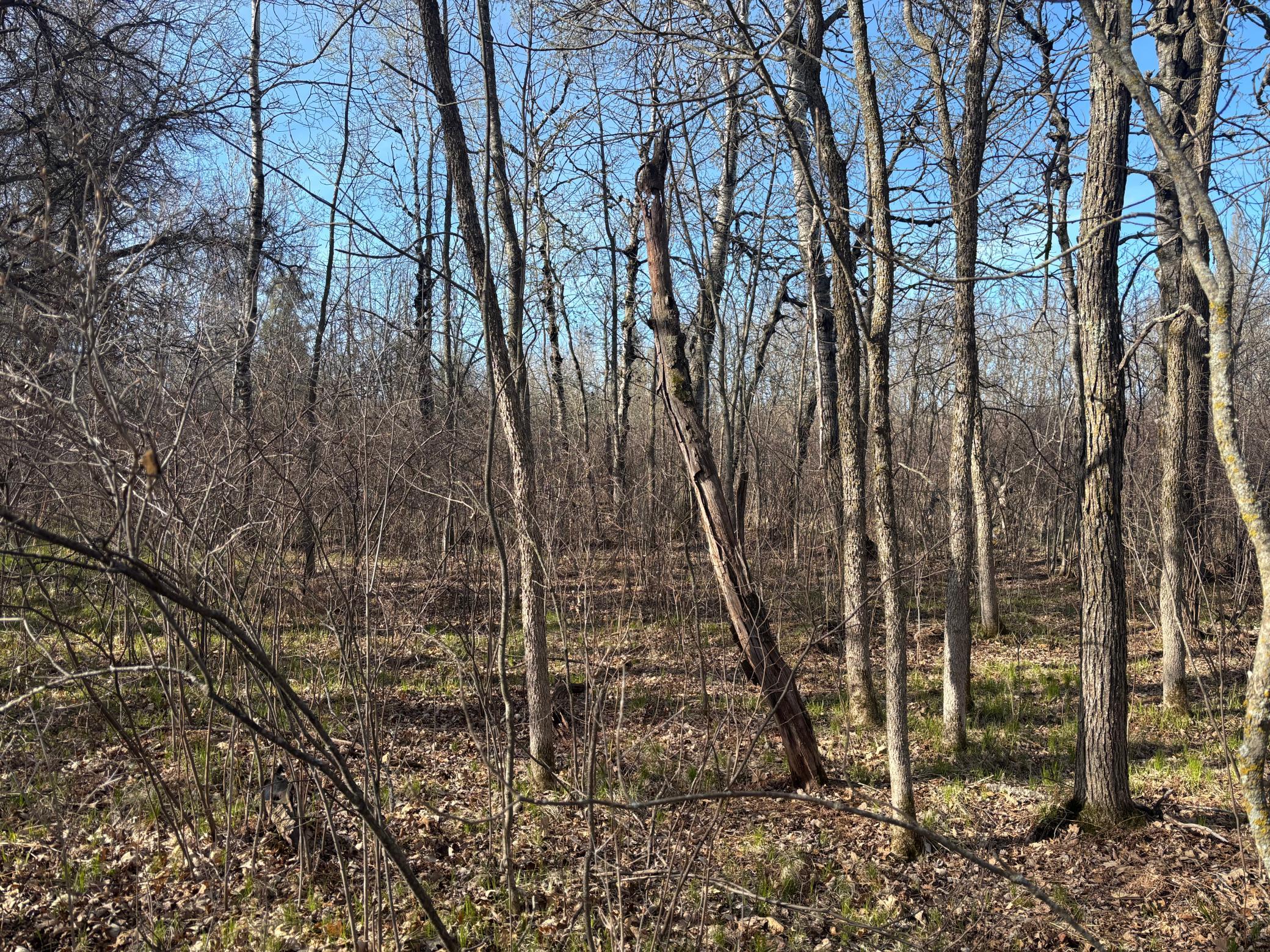 land for sale at TBD Arbor Road in Park Rapids, MN (photo 9 of 35)