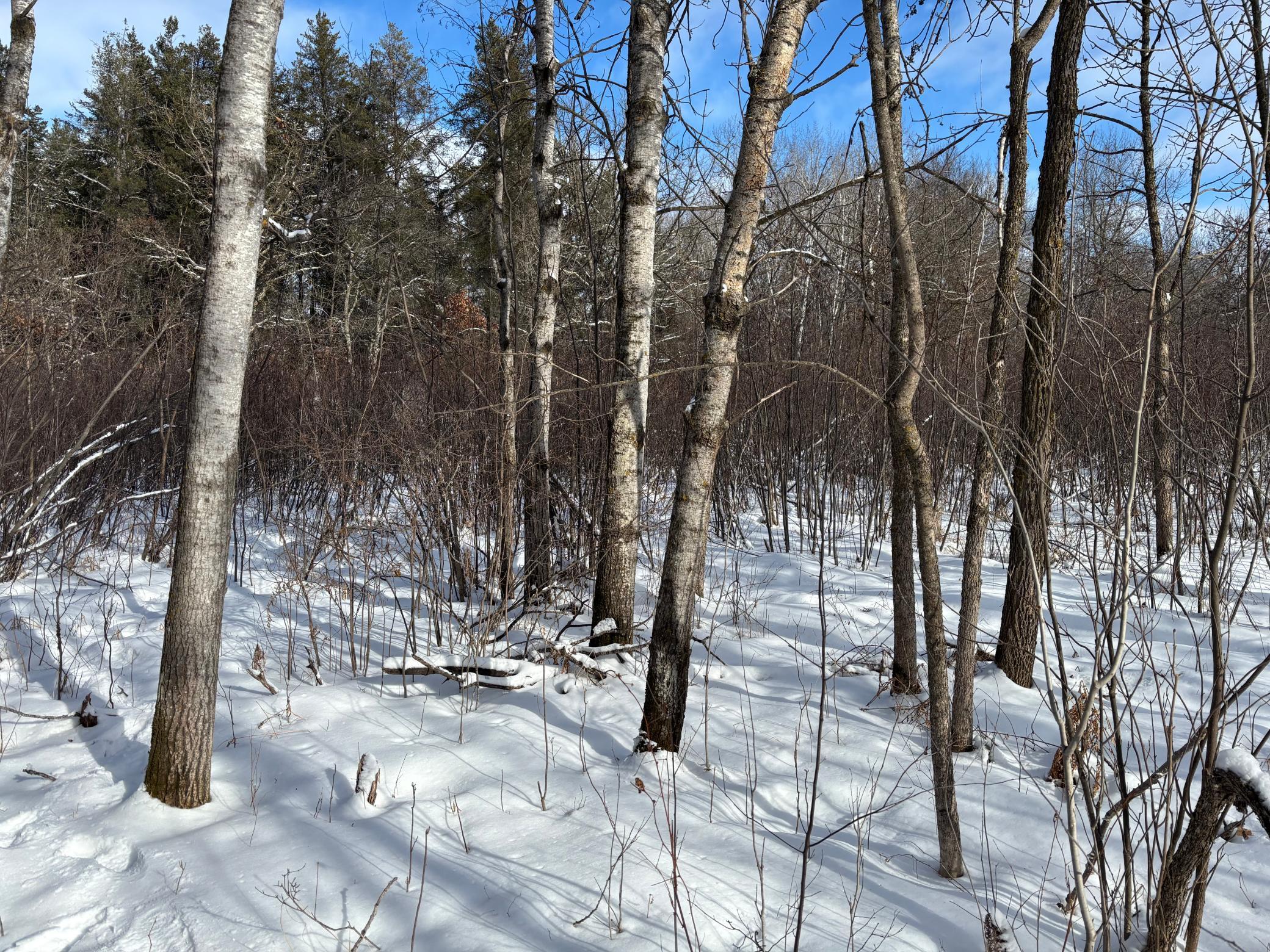 land for sale at TBD Arbor Road in Park Rapids, MN (photo 10 of 35)