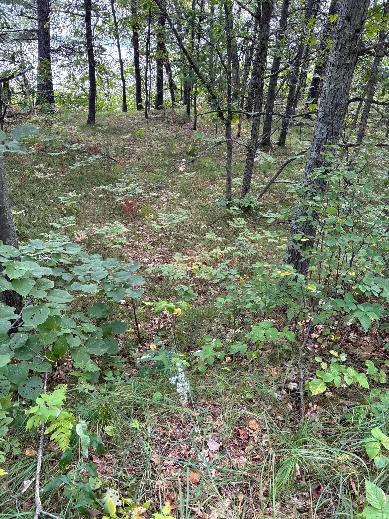land for sale at Lot 77 Airport Road in Breezy Point, MN (photo 3 of 4)