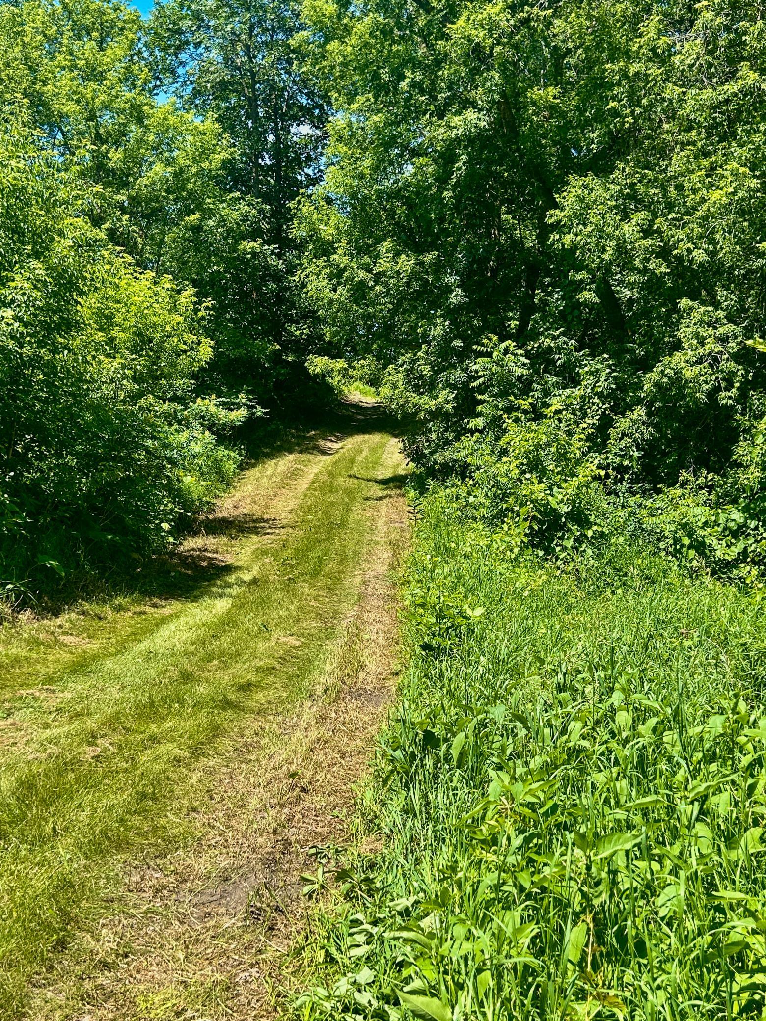 land for sale at 49137 360th Street in New York Mills, MN (photo 7 of 33)