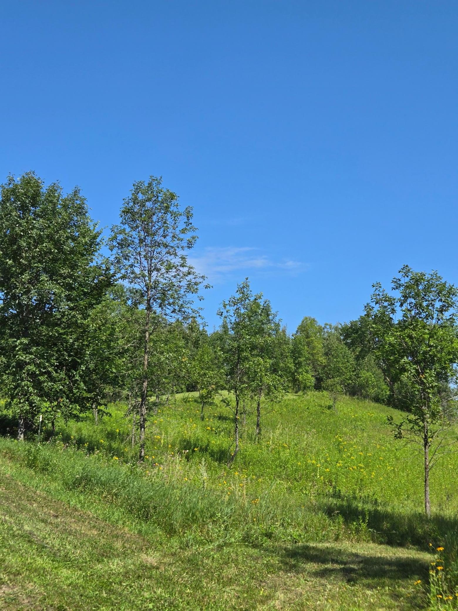 land for sale at 24793 Franklin Lake Road in Pelican Rapids, MN (photo 31 of 60)