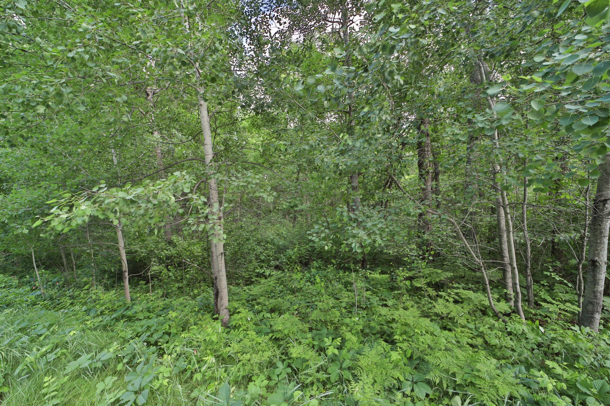 land for sale at TBD Percheron Drive in Breezy Point, MN (photo 6 of 7)