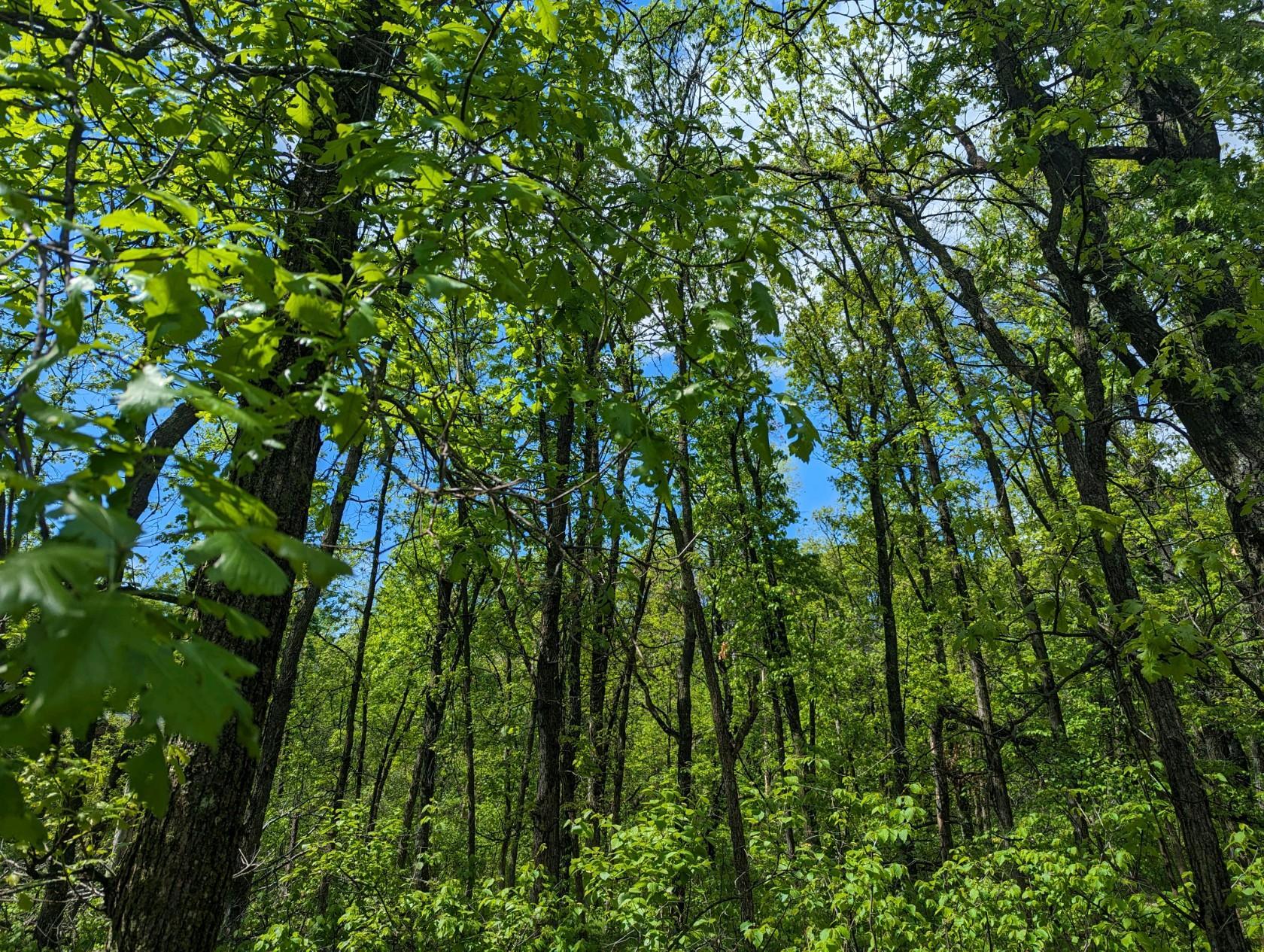 land for sale at L44 B1 Navaho Trail in Breezy Point, MN (photo 2 of 10)
