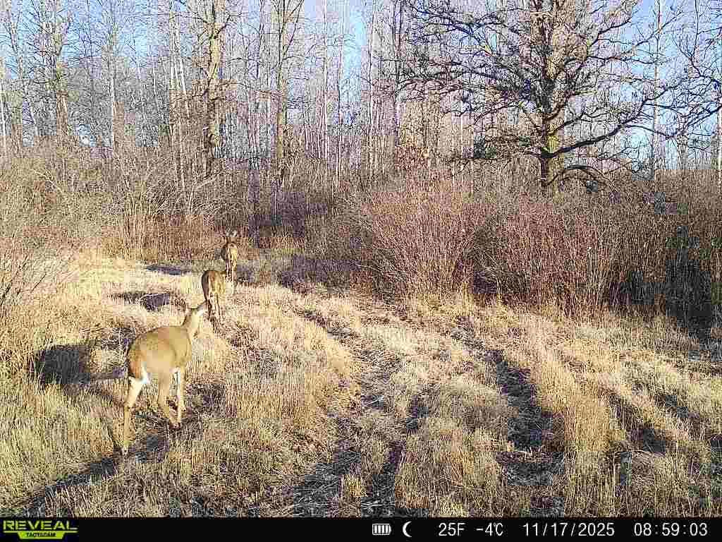 land for sale at TBD Coneflower Lane SW in Pine River, MN (photo 19 of 19)