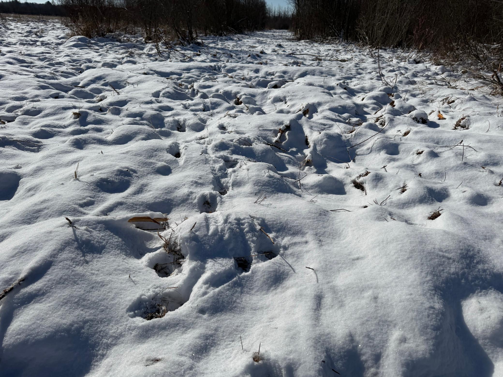 1911 land for sale at TBD County Road 14 in Sebeka, MN (photo 45 of 87)