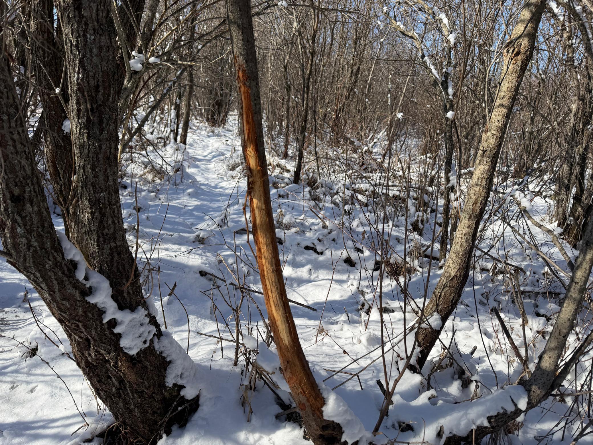 1911 land for sale at TBD County Road 14 in Sebeka, MN (photo 46 of 87)