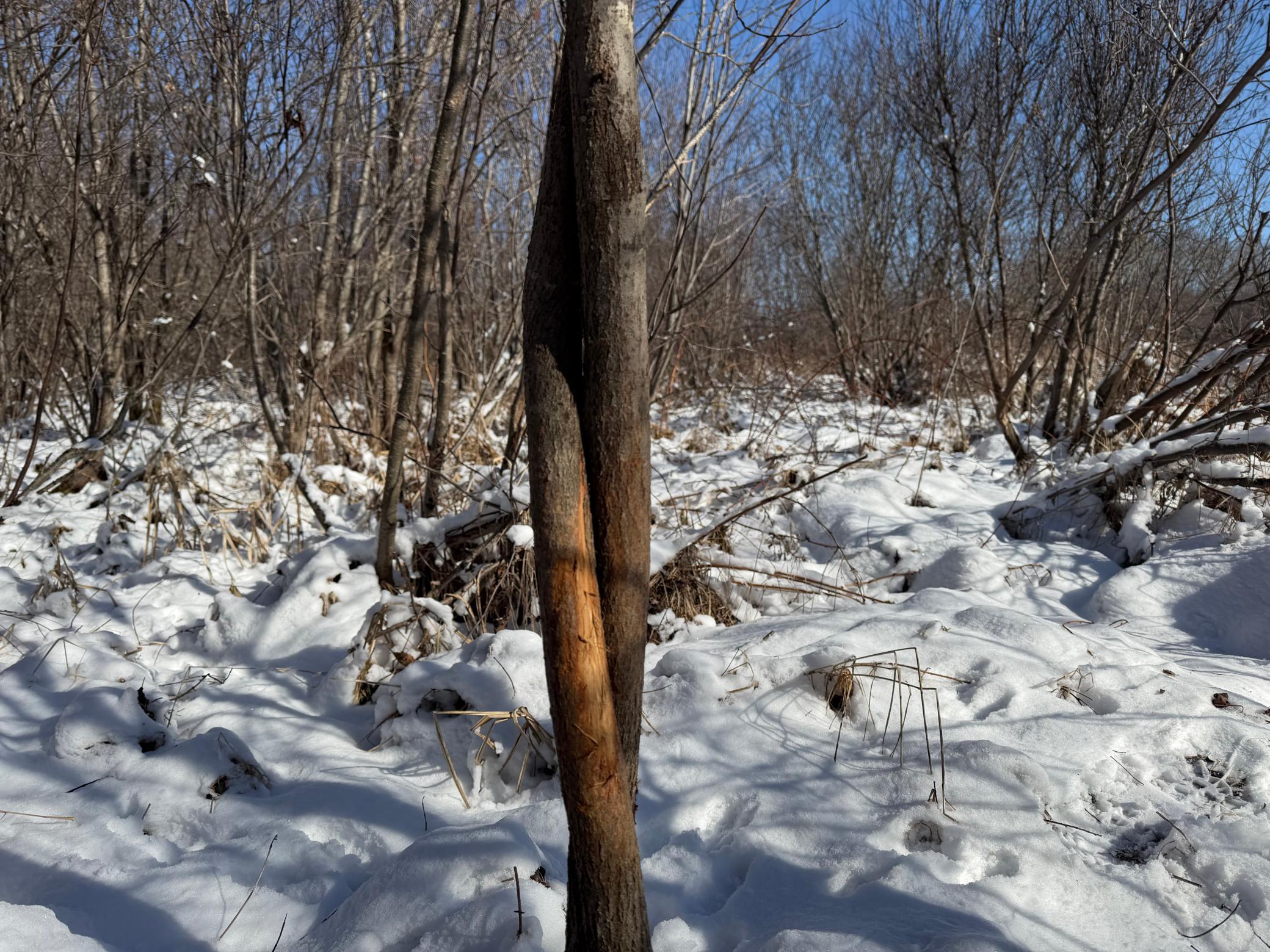 1911 land for sale at TBD County Road 14 in Sebeka, MN (photo 50 of 87)