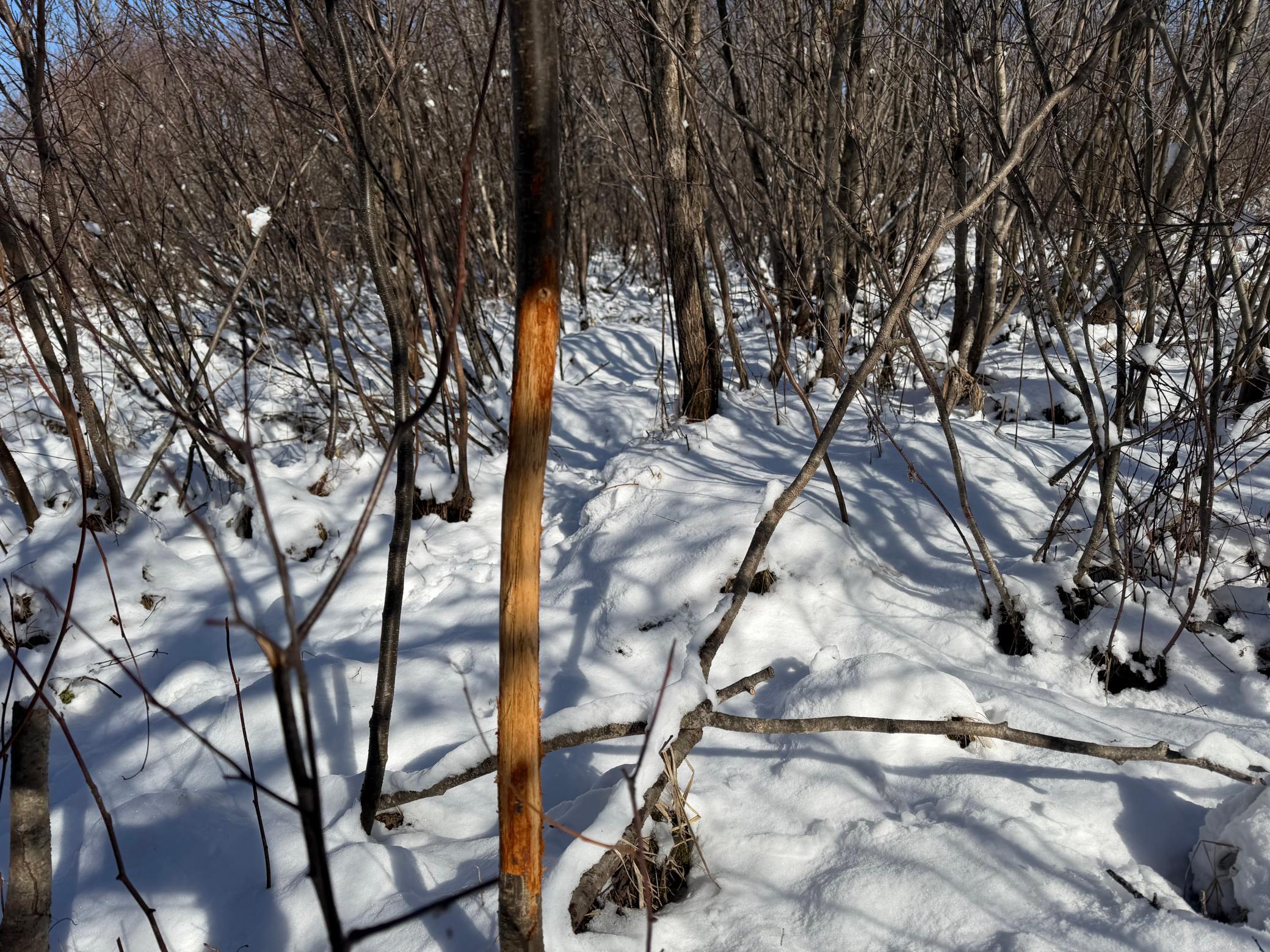 1911 land for sale at TBD County Road 14 in Sebeka, MN (photo 51 of 87)