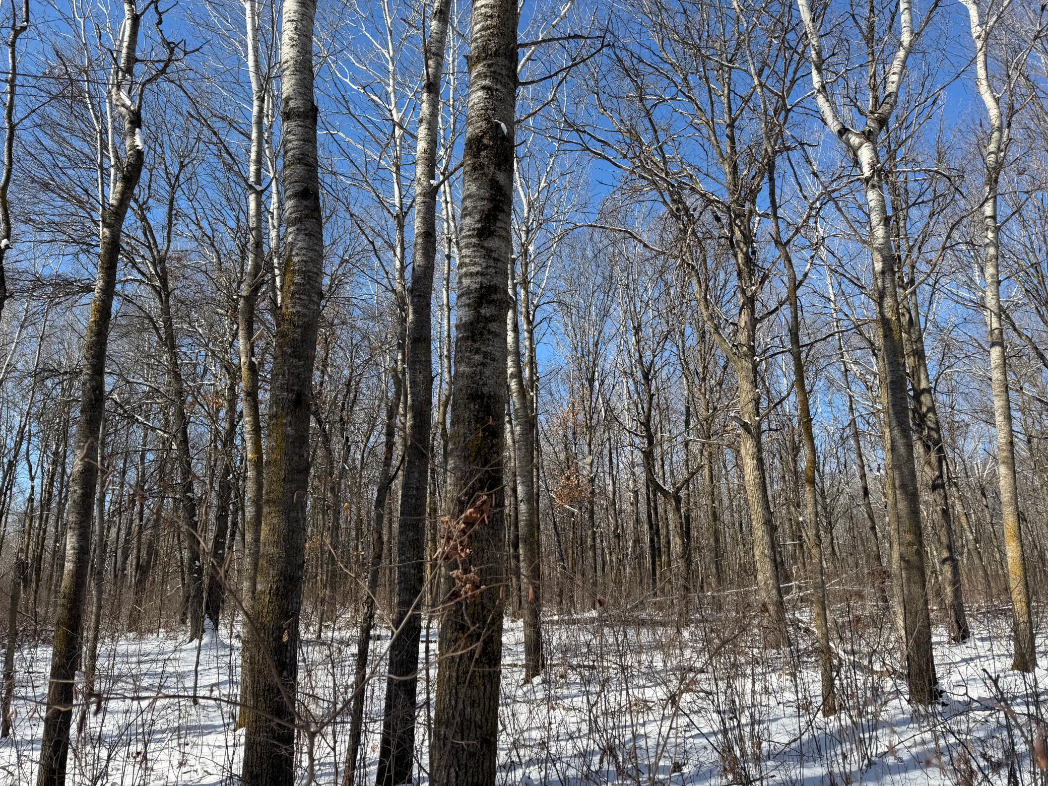 1911 land for sale at TBD County Road 14 in Sebeka, MN (photo 58 of 87)