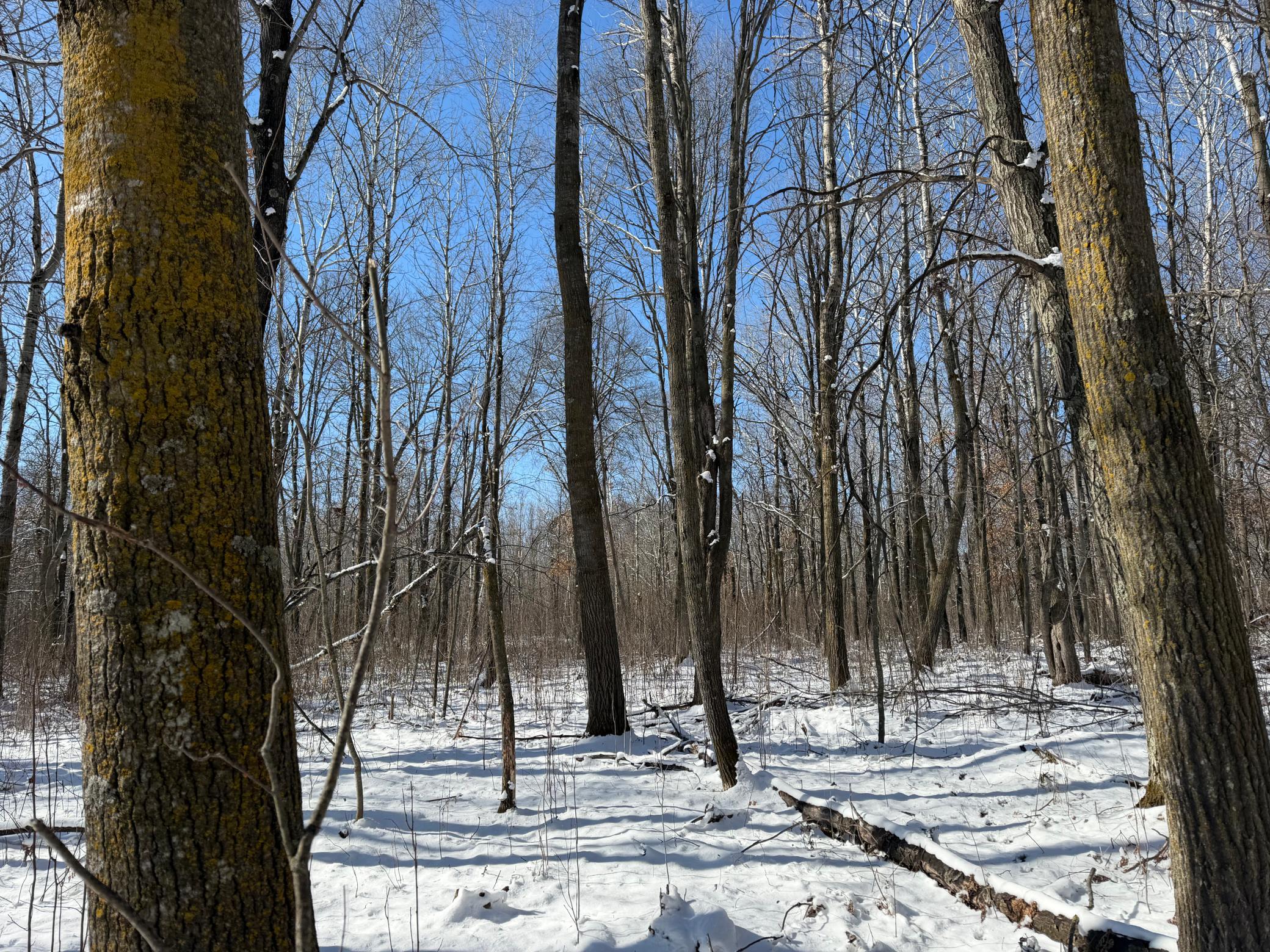 1911 land for sale at TBD County Road 14 in Sebeka, MN (photo 59 of 87)
