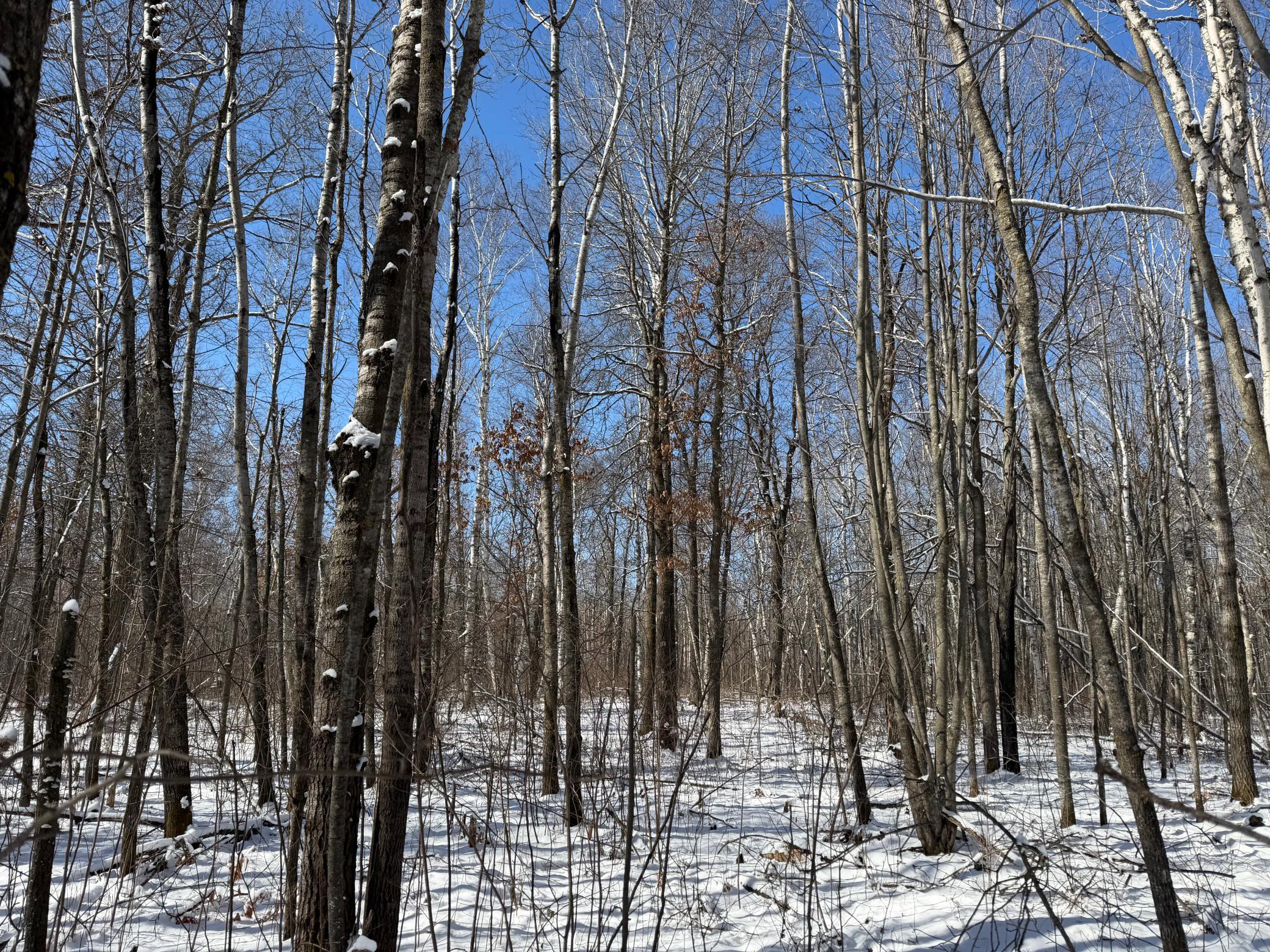 1911 land for sale at TBD County Road 14 in Sebeka, MN (photo 60 of 87)