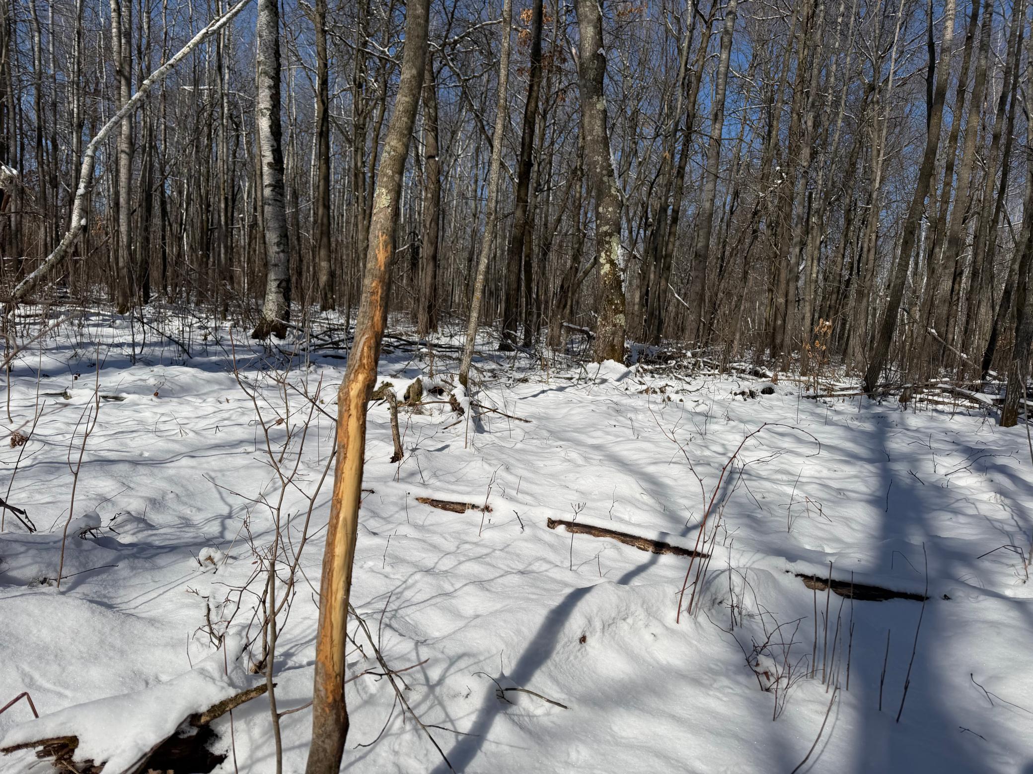 1911 land for sale at TBD County Road 14 in Sebeka, MN (photo 61 of 87)