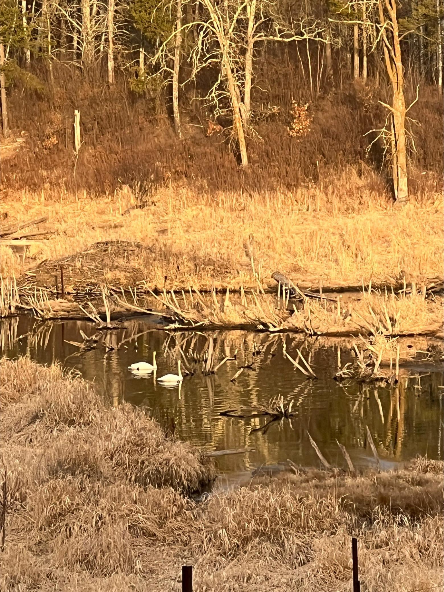 xxx County Road 134, Pine River MN 56474 - Photo 10 of 11