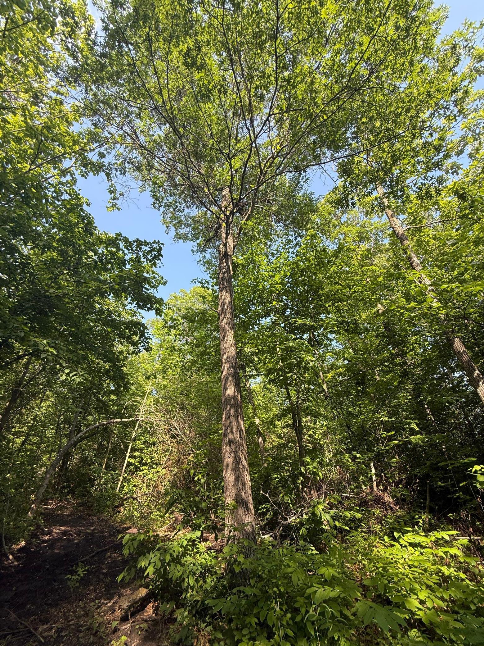 land for sale at TBD Catherine Lane in White Earth, MN (photo 12 of 33)