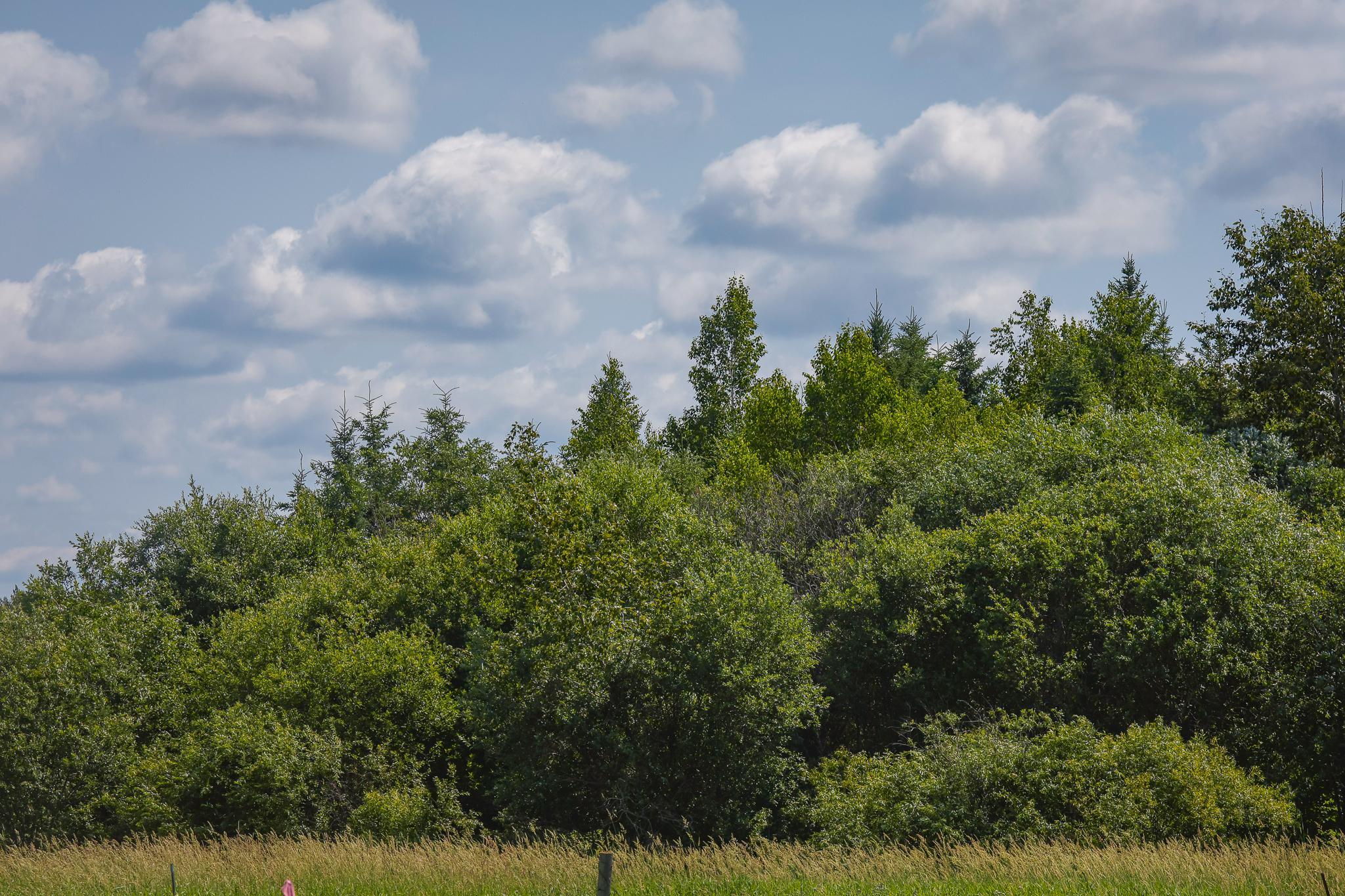 land for sale at TBD Three Mile Road NE in Blackduck, MN (photo 19 of 30)