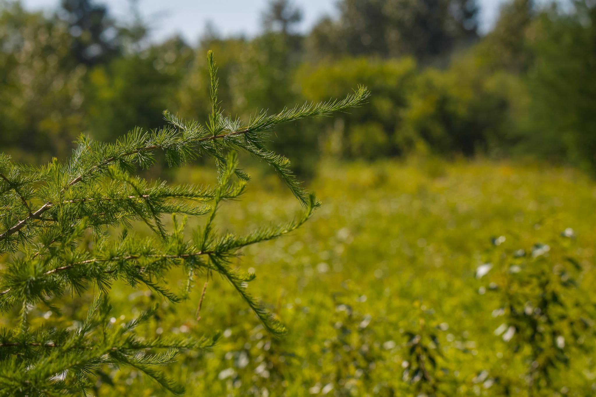 land for sale at TBD Three Mile Road NE in Blackduck, MN (photo 21 of 30)