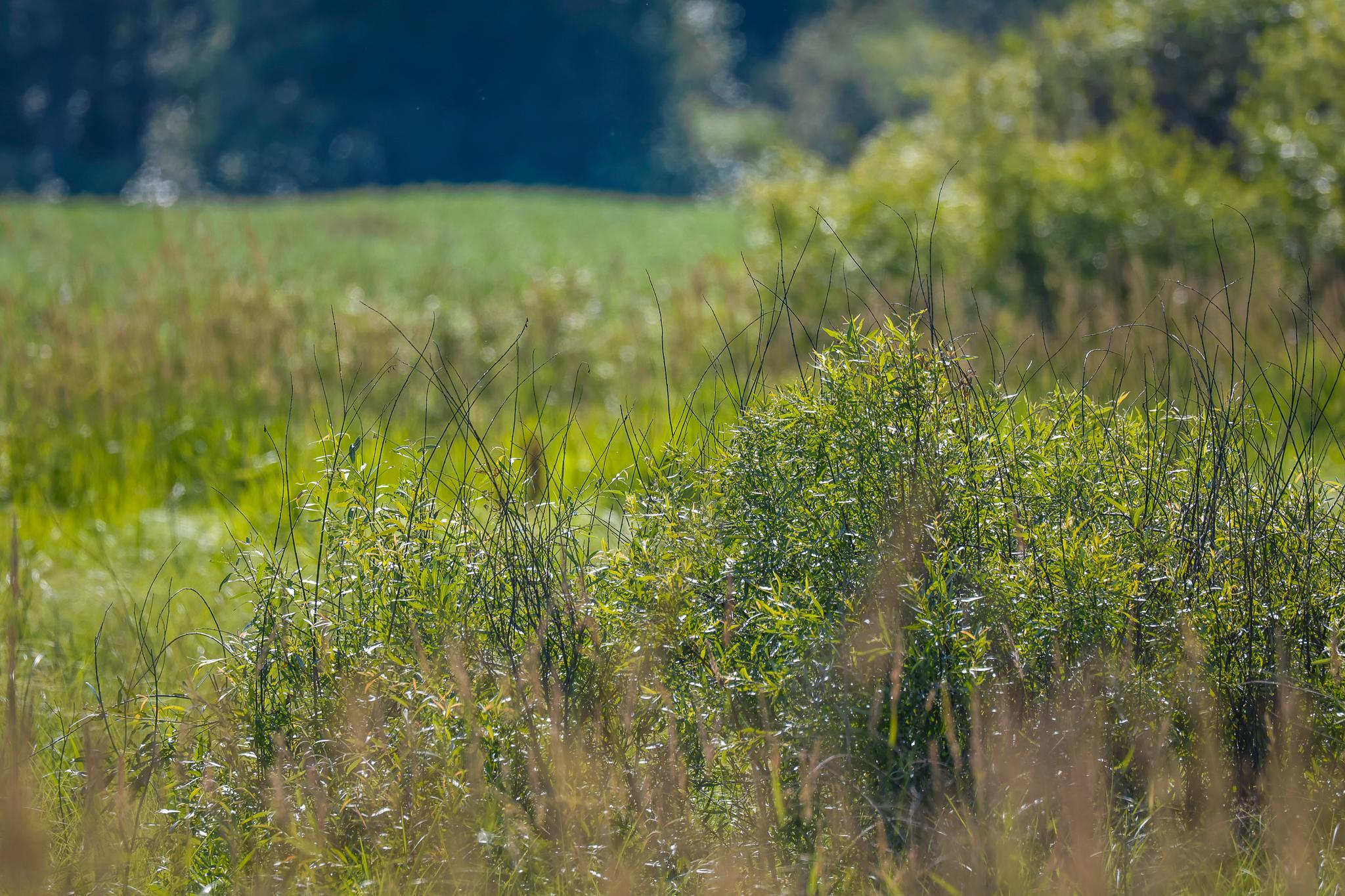 land for sale at TBD Three Mile Road NE in Blackduck, MN (photo 22 of 30)