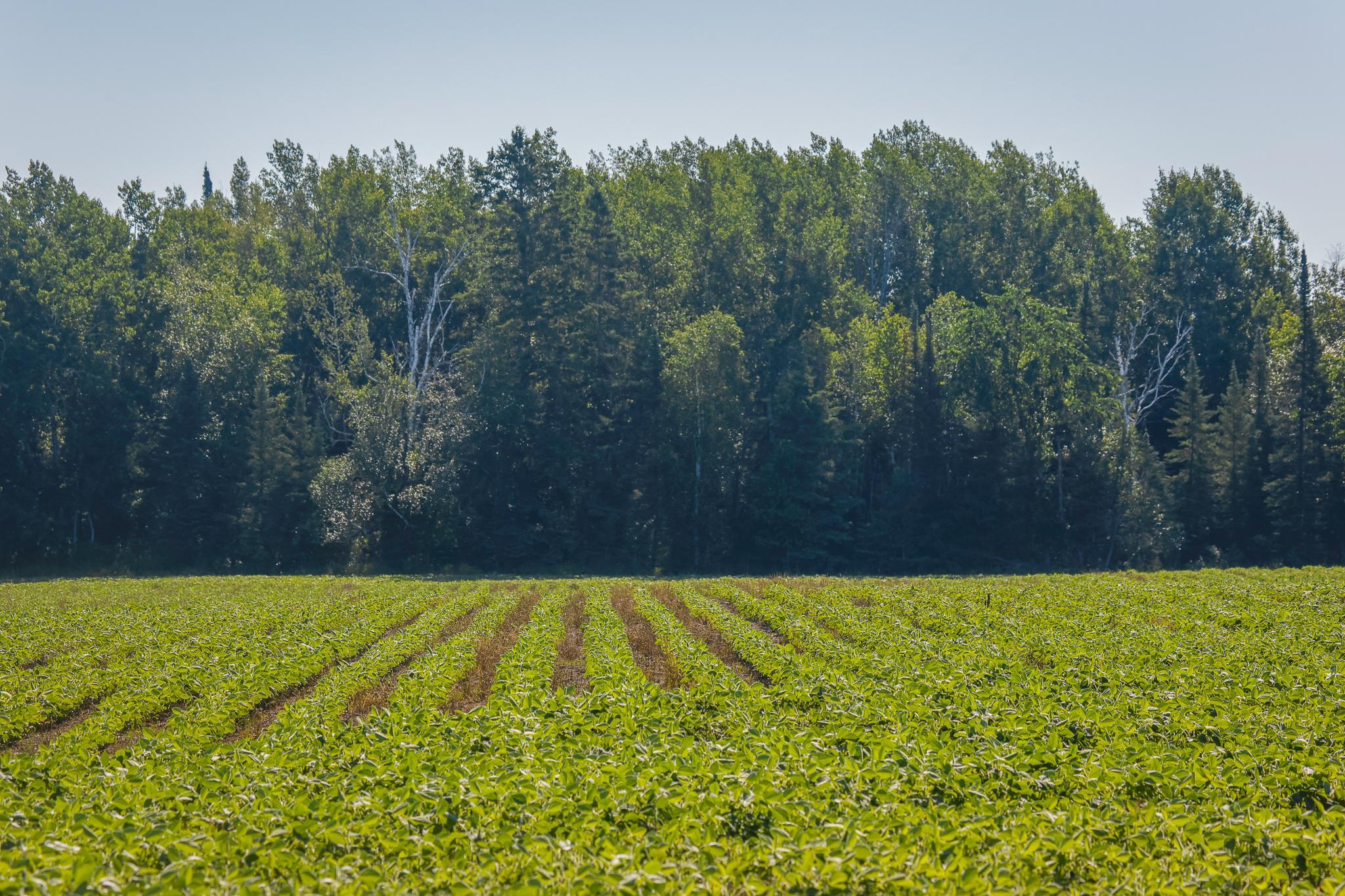 land for sale at TBD Three Mile Road NE in Blackduck, MN (photo 24 of 30)