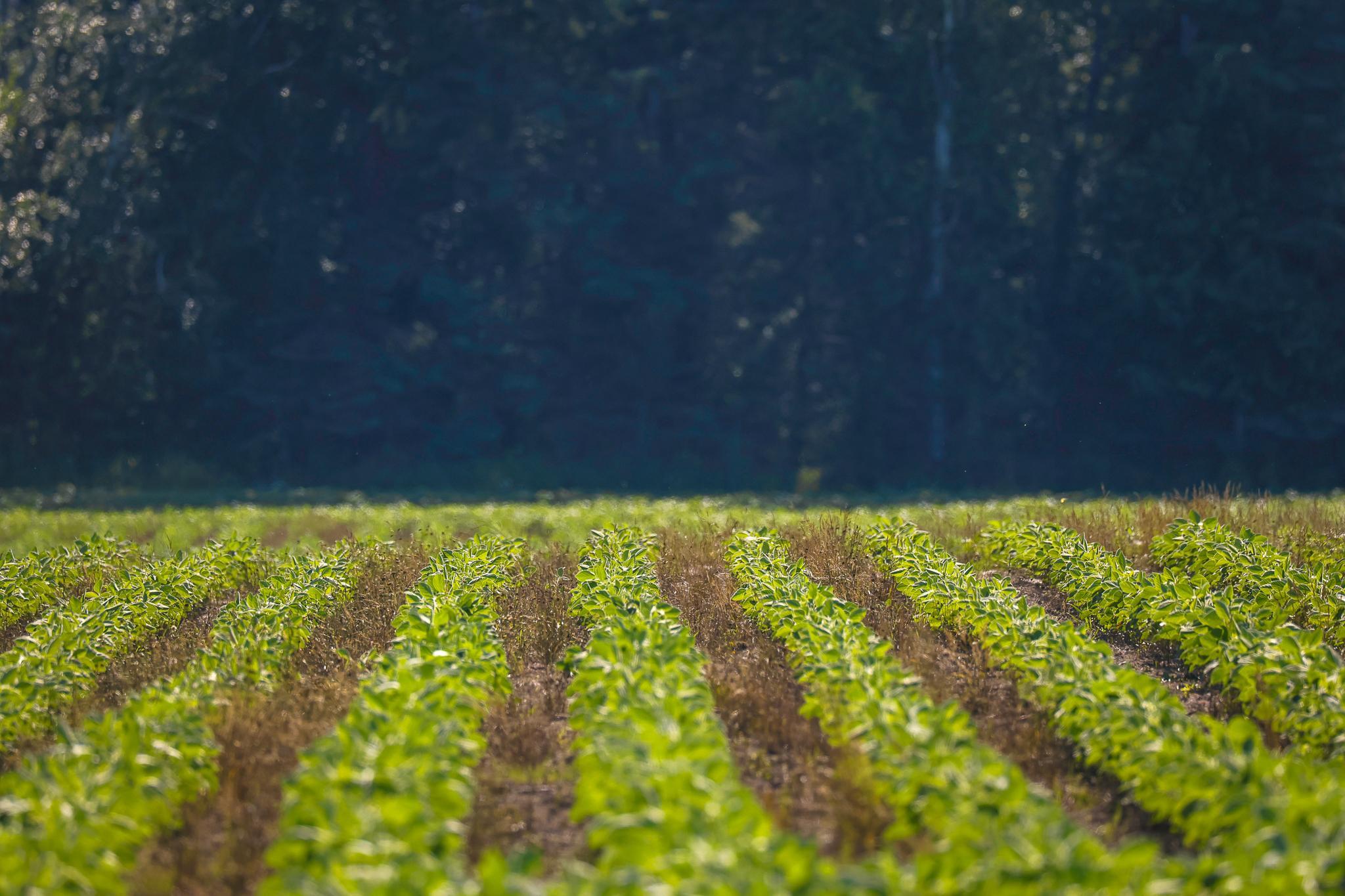 land for sale at TBD Three Mile Road NE in Blackduck, MN (photo 25 of 30)