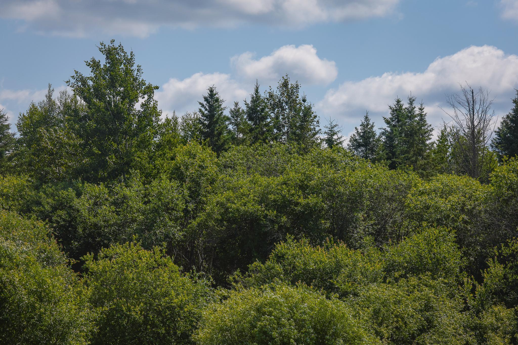 land for sale at TBD Three Mile Road NE in Blackduck, MN (photo 27 of 30)