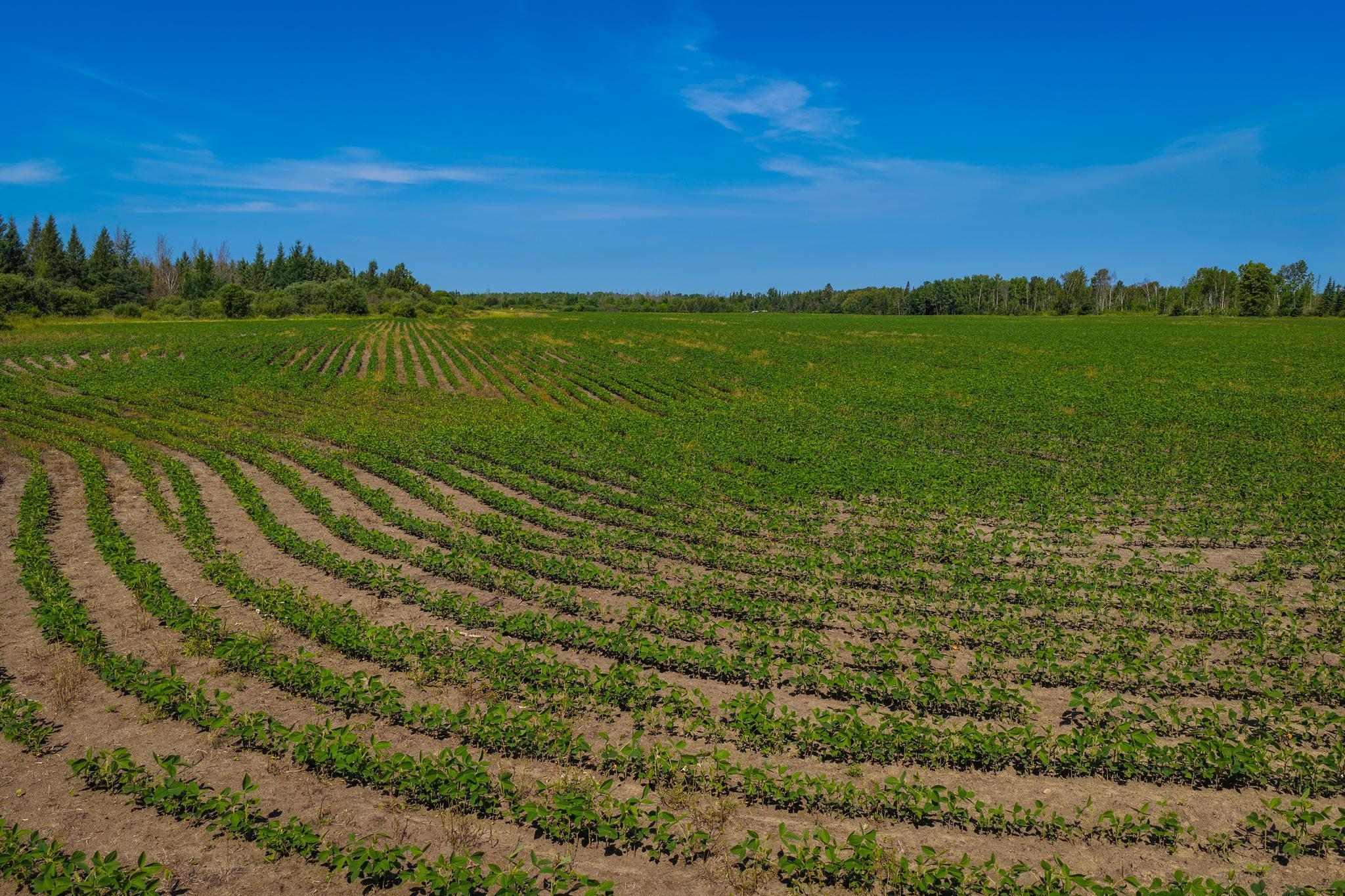 land for sale at TBD Three Mile Road NE in Blackduck, MN (photo 9 of 30)