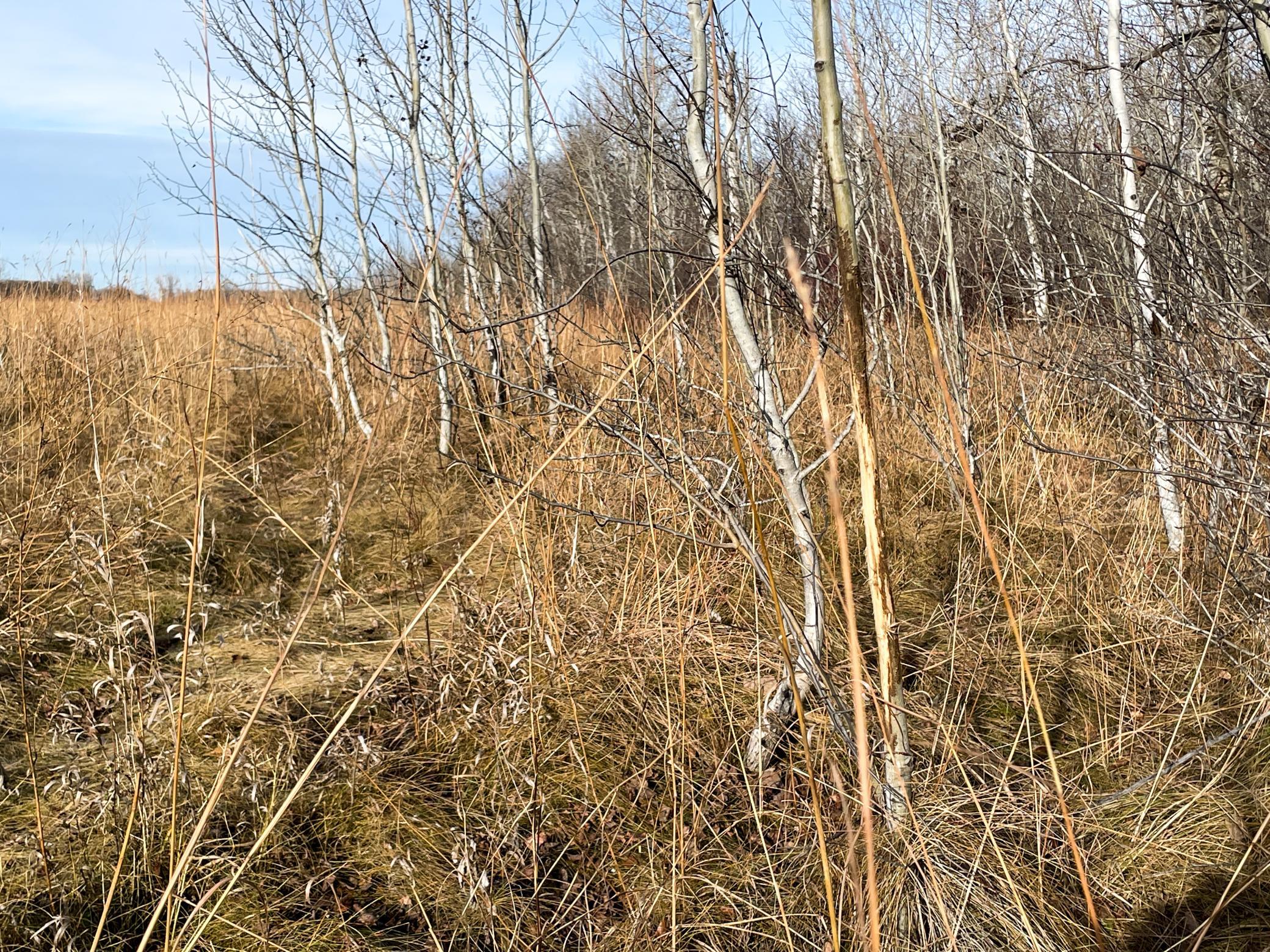 land for sale at TBD HWY 10 in Thief River Falls, MN (photo 38 of 62)