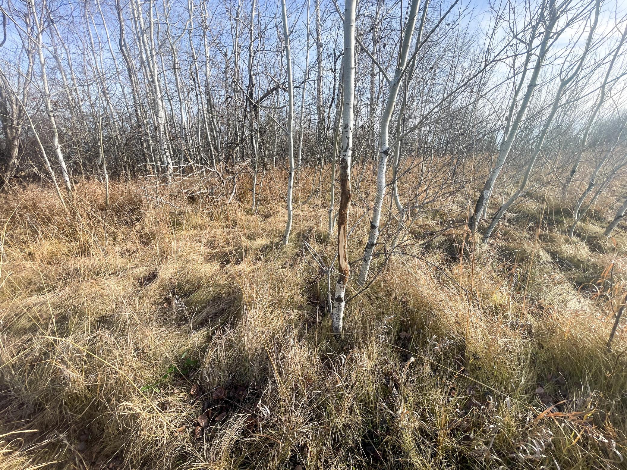 land for sale at TBD HWY 10 in Thief River Falls, MN (photo 39 of 62)